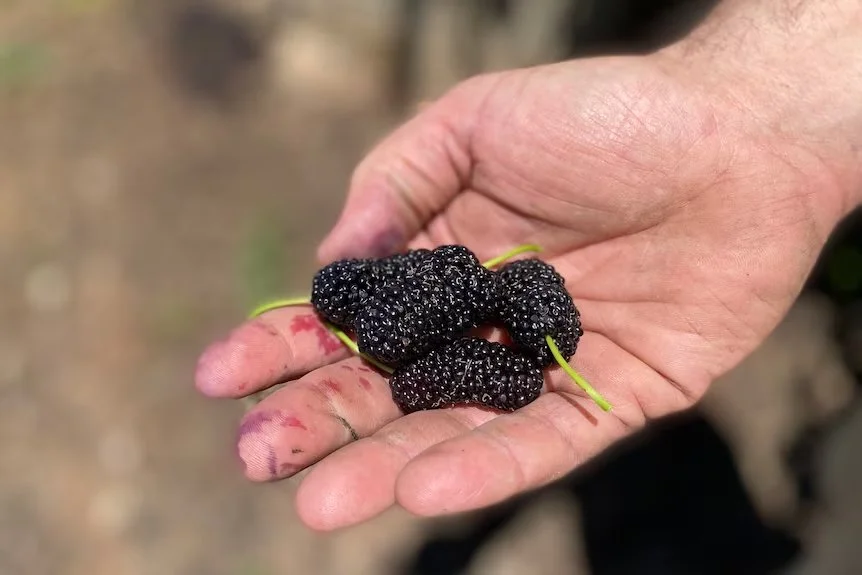 Mulberry revival: Nostalgic fruit finds new fans | ABC Landline
