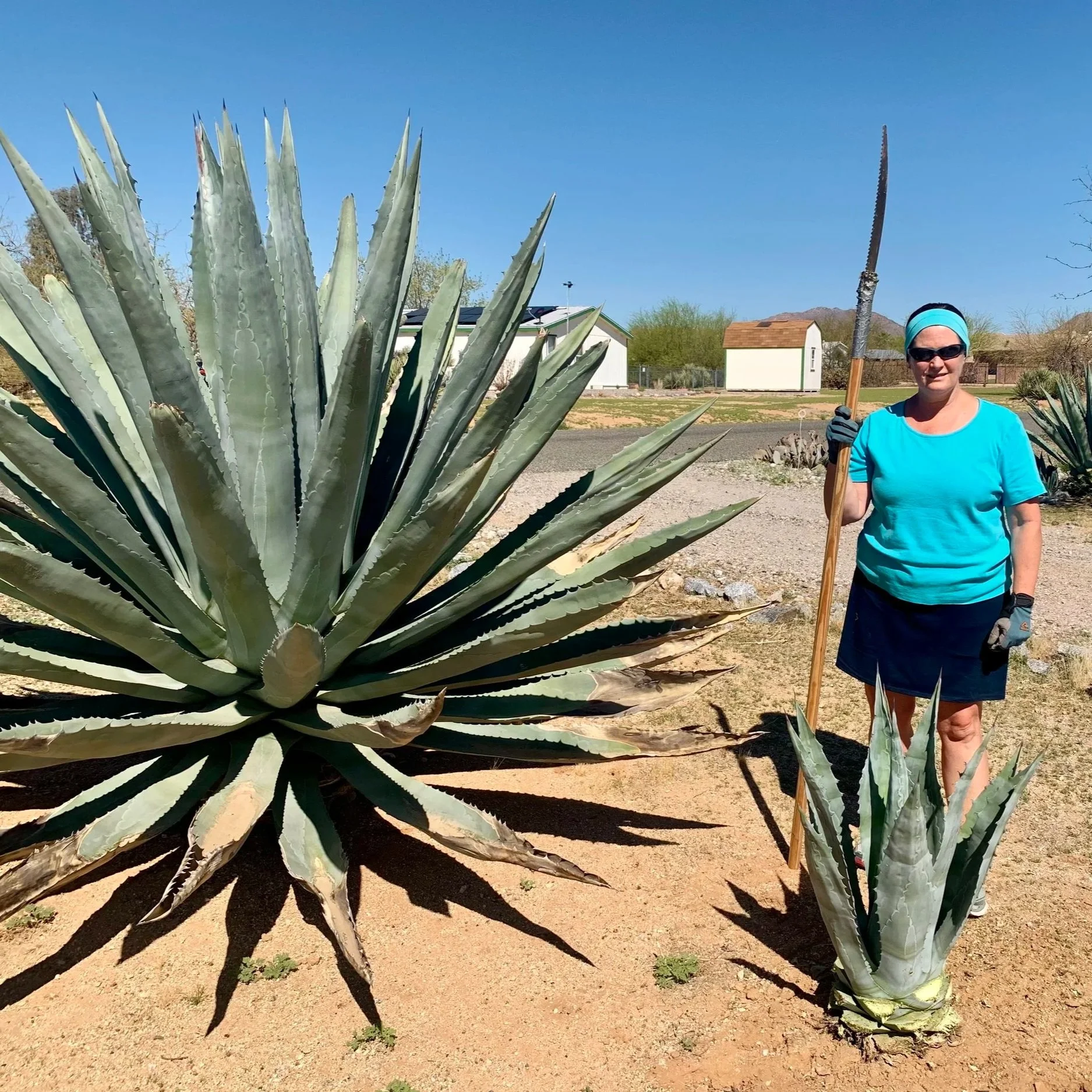 Terrie gardening near an agave plant in the Arizona desert, with mountains in the background.