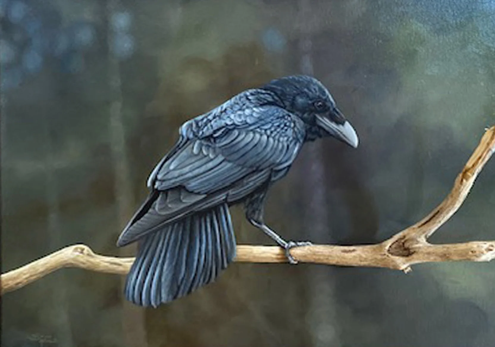 card raven on his branch.jpg