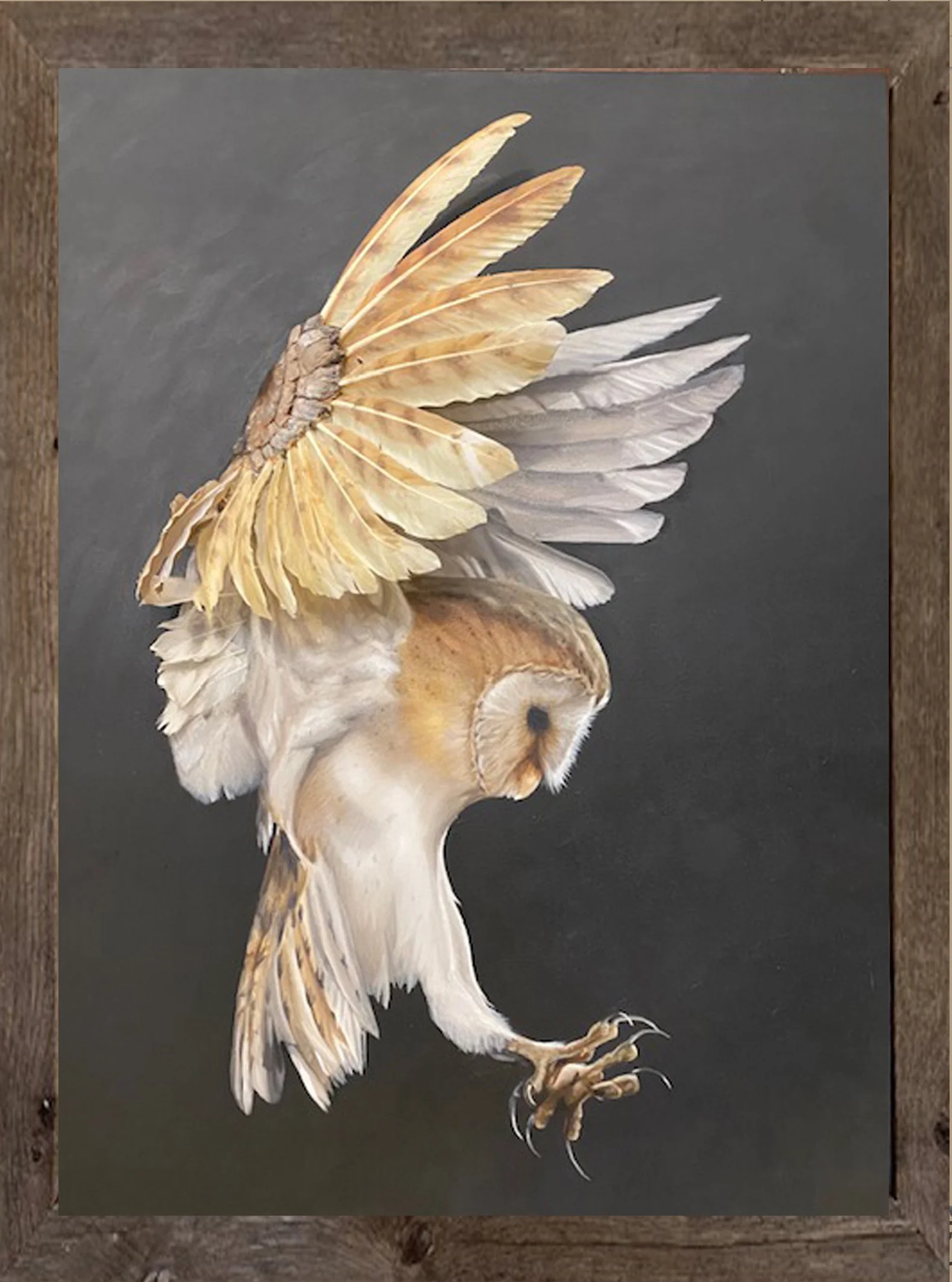 BARN OWL IN FLIGHT