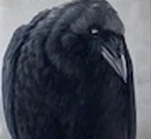 WINDOWS- CROW