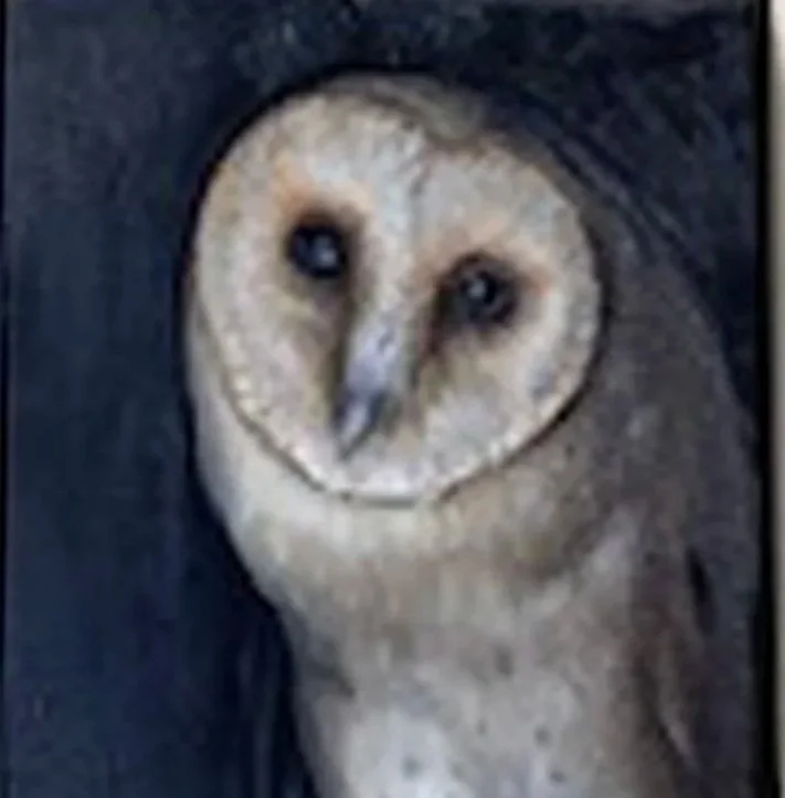 WINDOWS - OWL