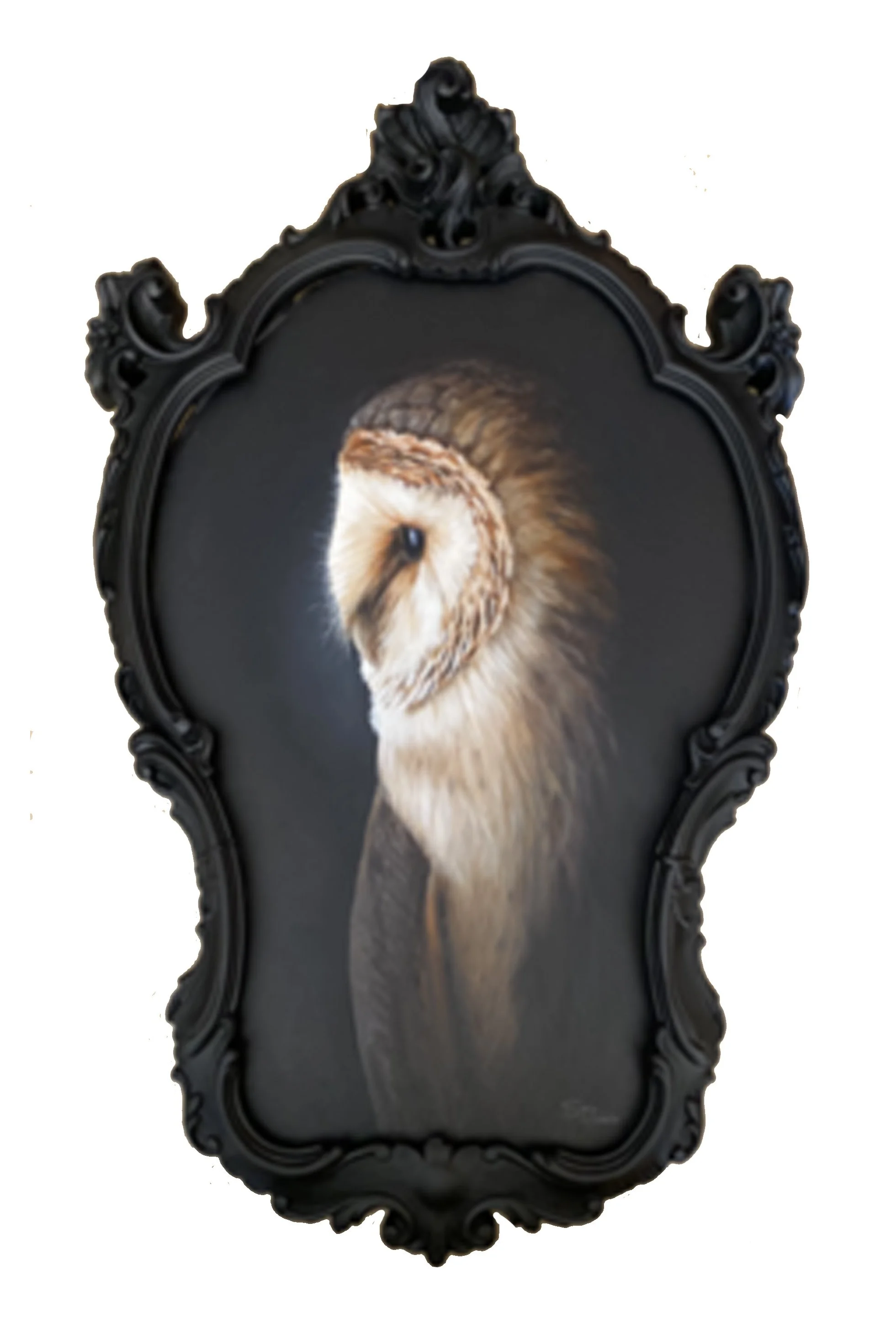 PORTRAIT OF A BARN OWL