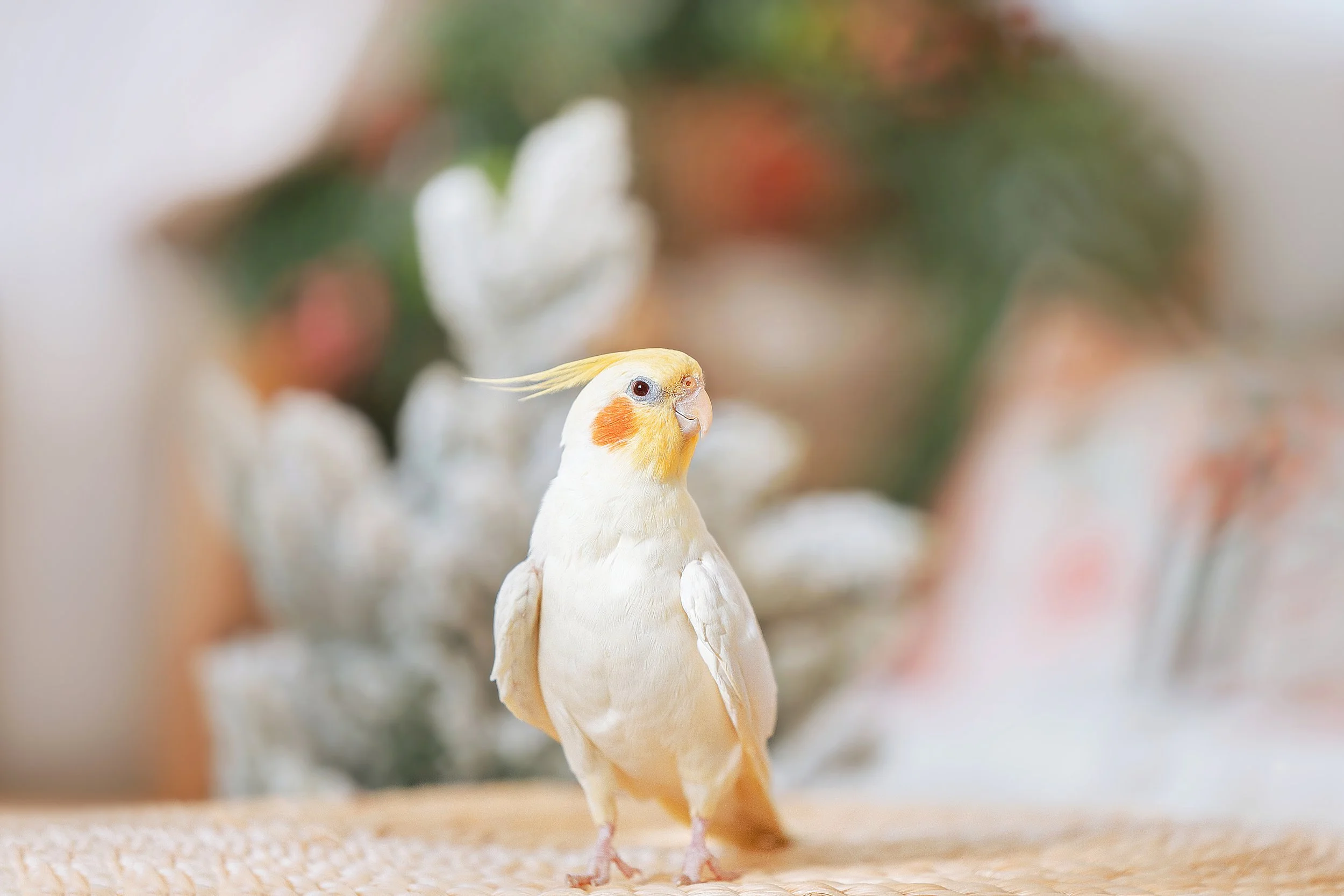 膽小的懸鳳鸚鵡在好毛寵物攝影棚也逐漸打開心房探索
