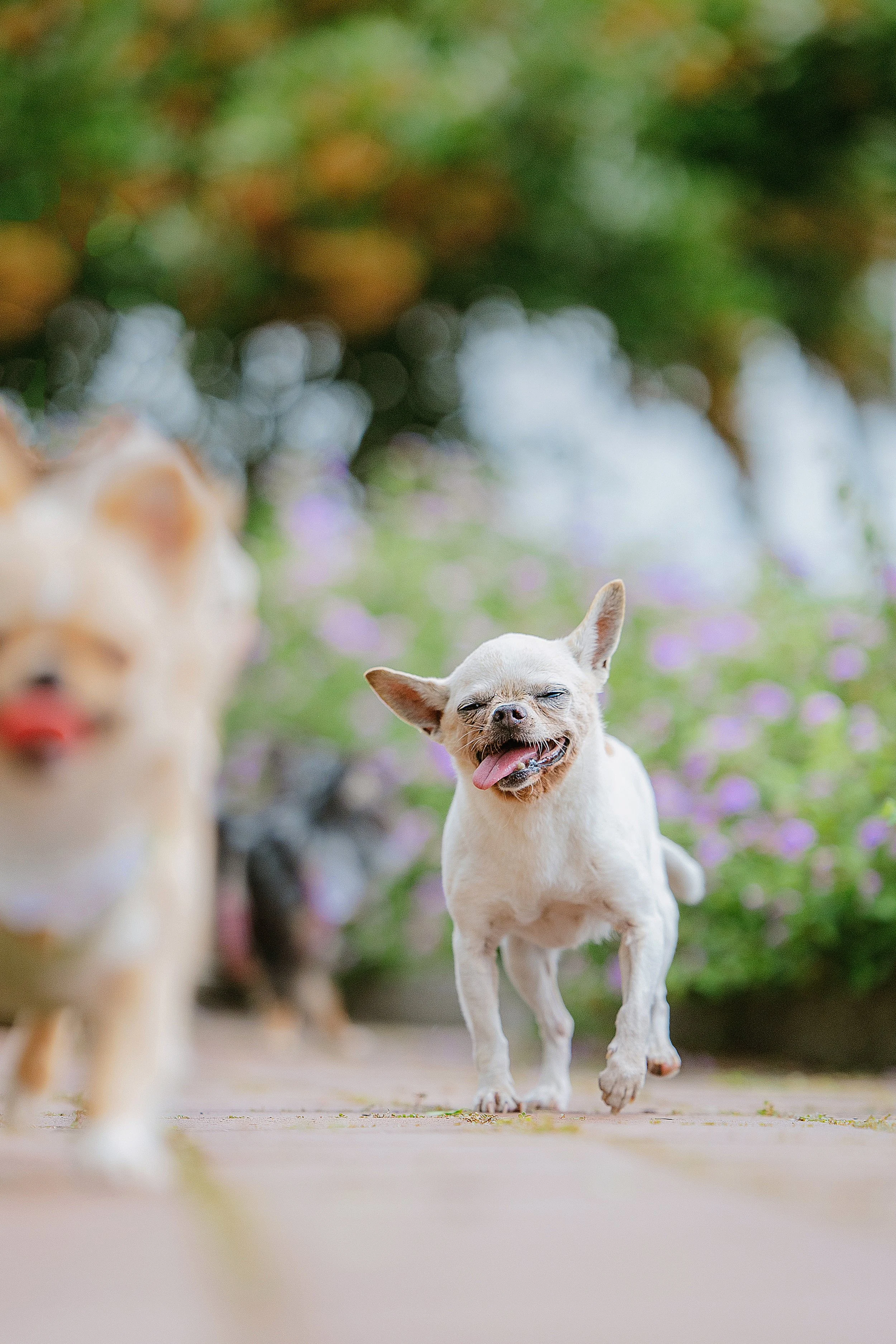 跟幼犬一起散步速度也沒輸的18歲陳以甜!