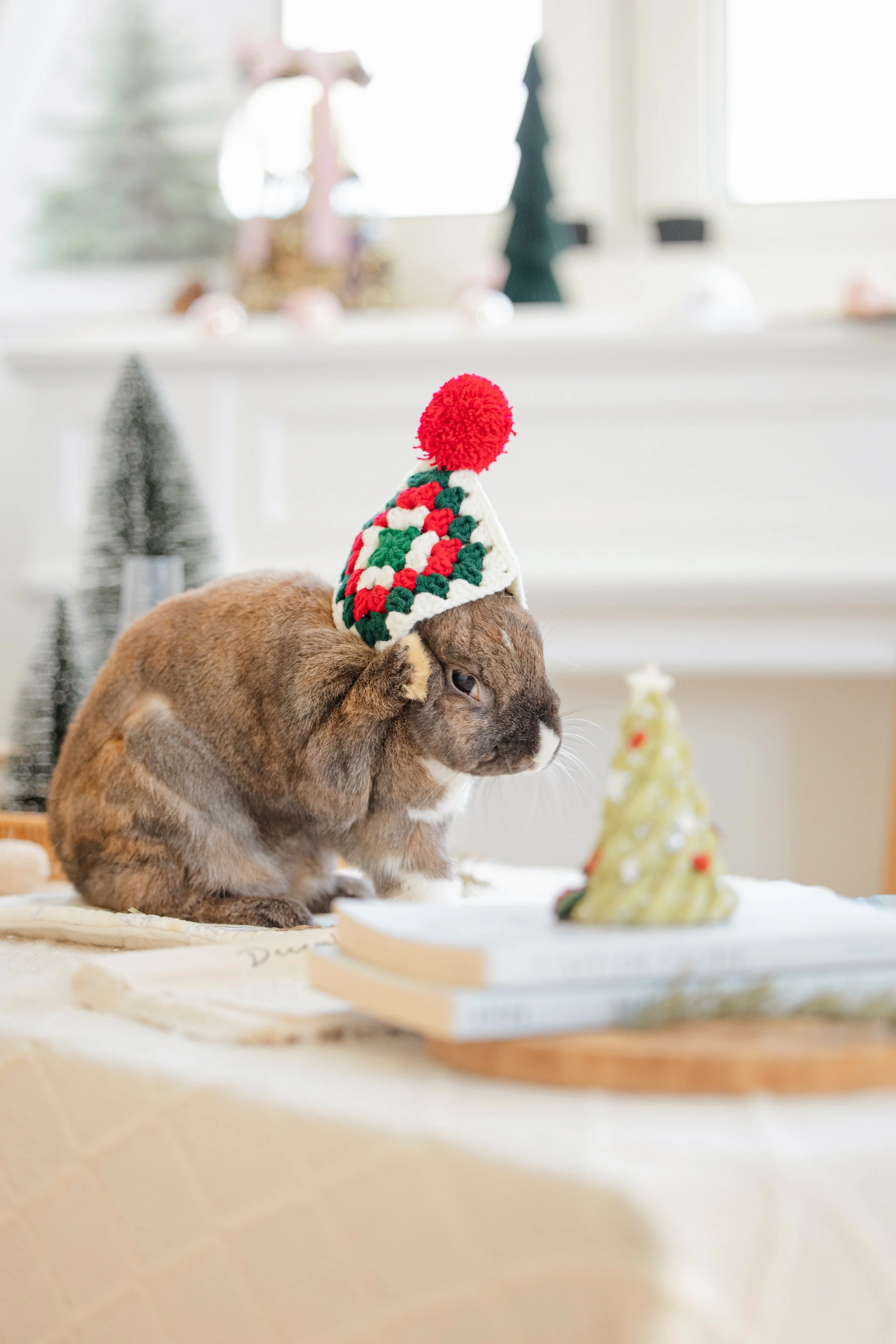 飼主為兔兔準備可愛的聖誕帽