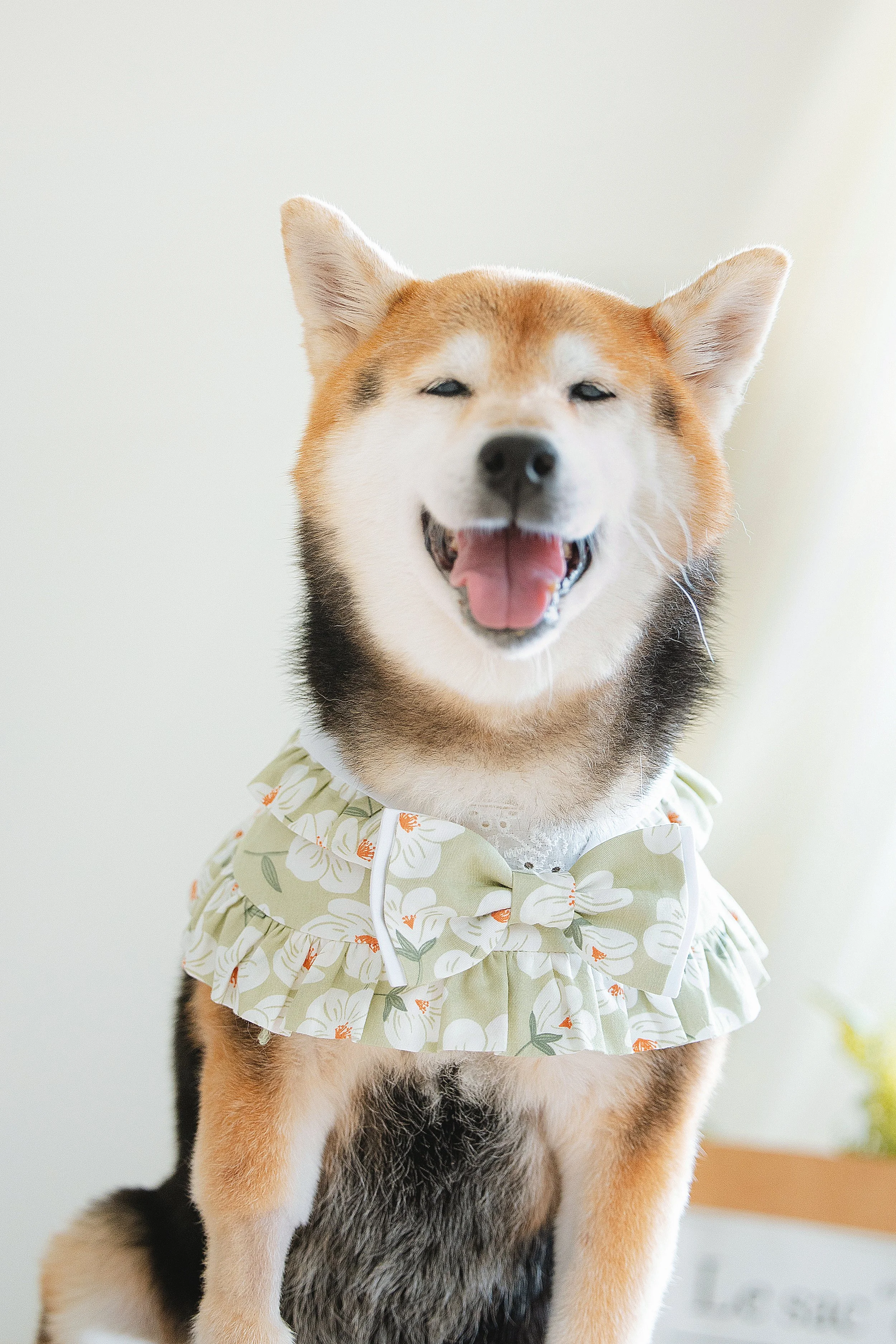 台中寵物寫真｜高敏感柴犬在拍攝寵物攝影時嶄露自在的笑容