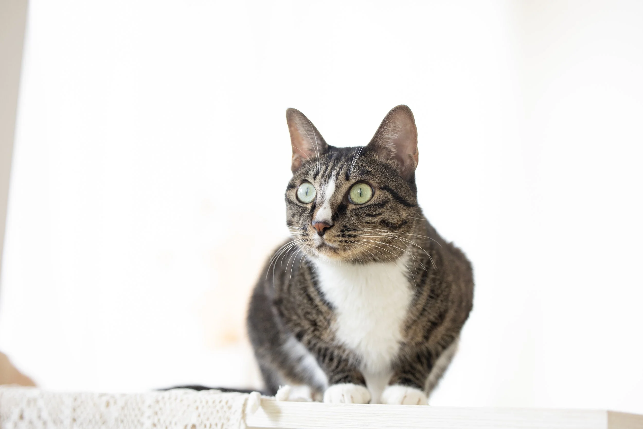 A tabby cat with green eyes standing on a white surface, with a bright and plain background.