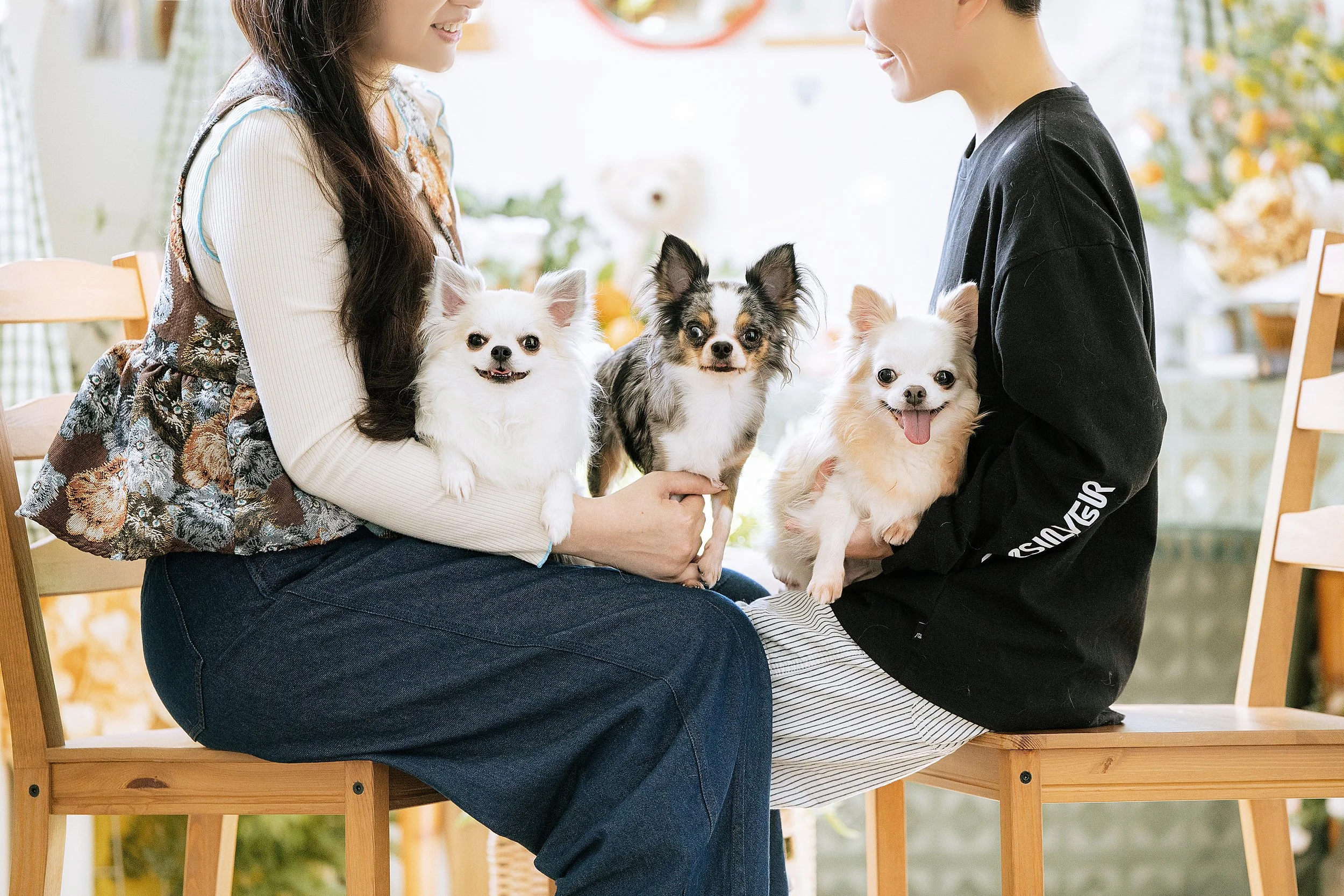 台中寵物攝影｜飼主與三隻吉娃娃並坐木椅的寵物全家福