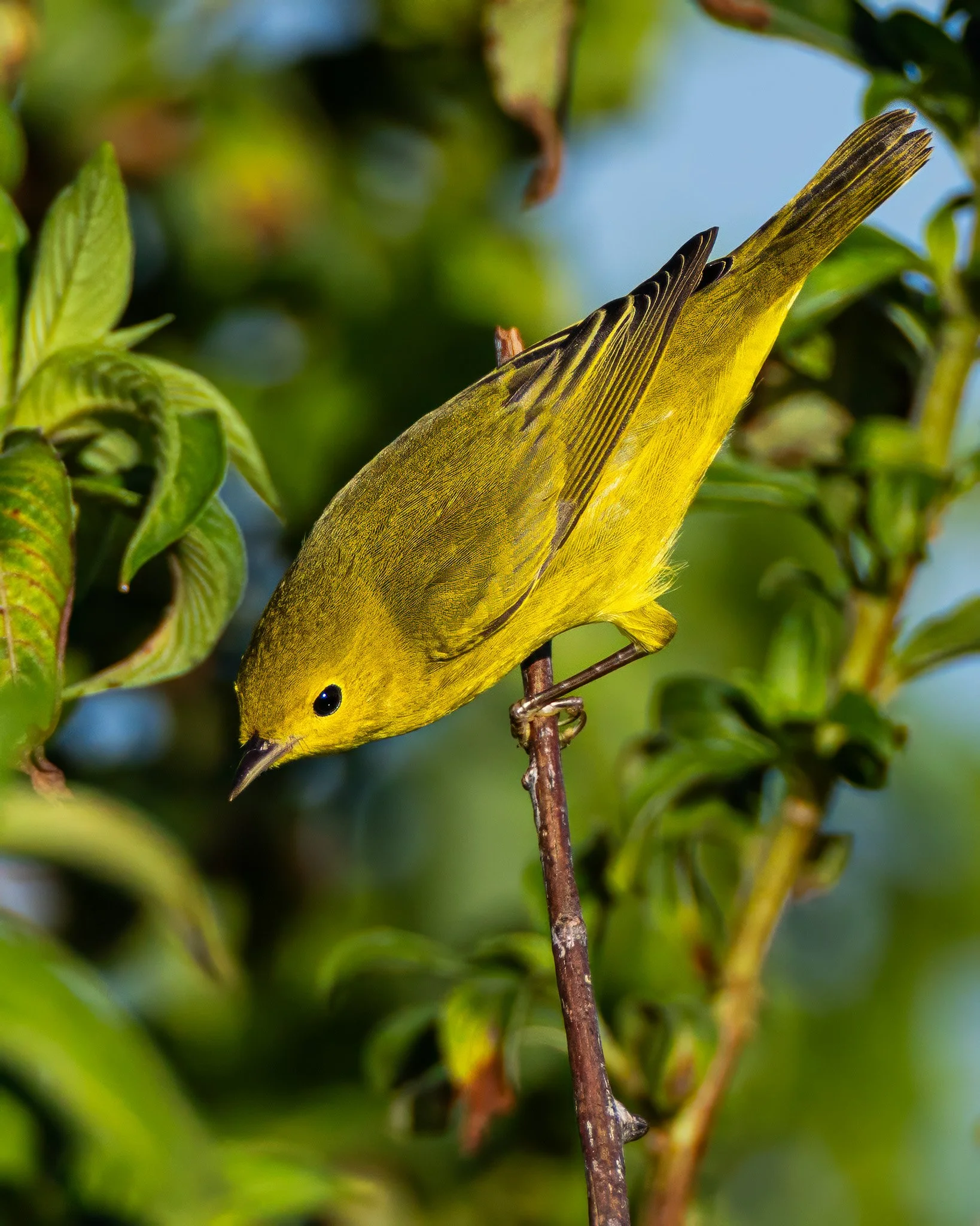 ywarbler2-9-13-26-ig.jpg