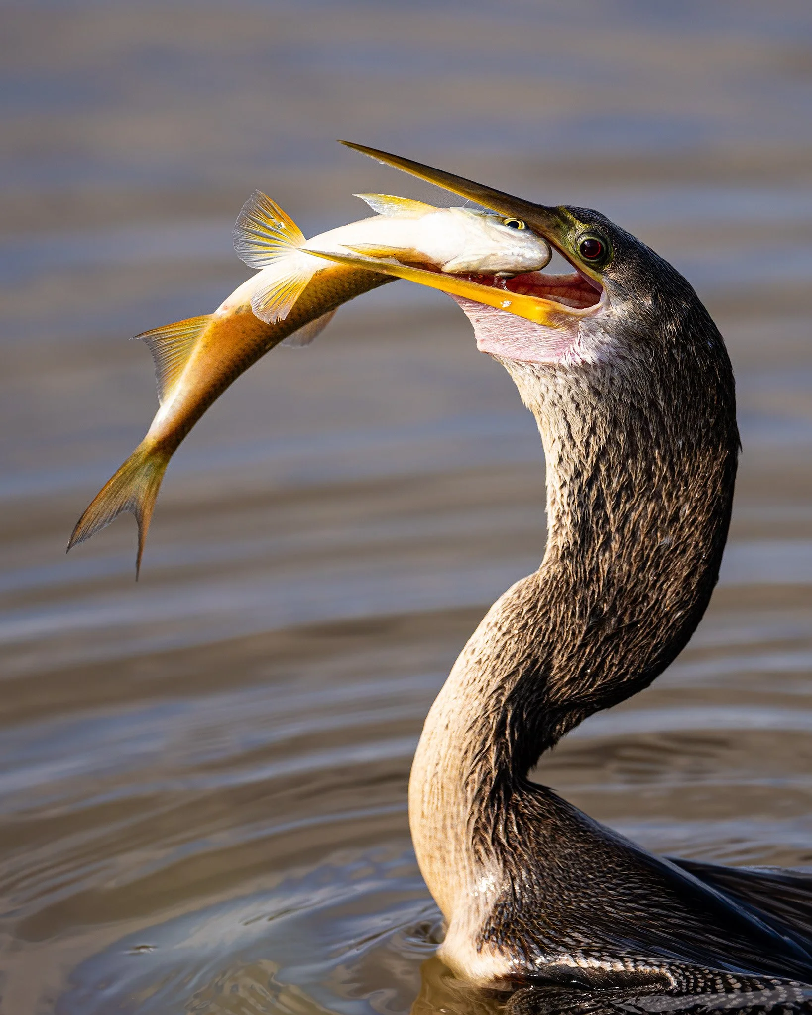 anhinga-fish-5-11-24-ig.jpg