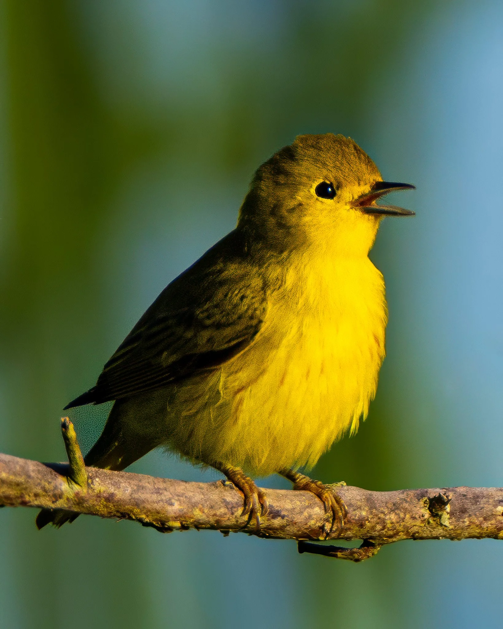 ywarbler1-9-13-26-ig.jpg