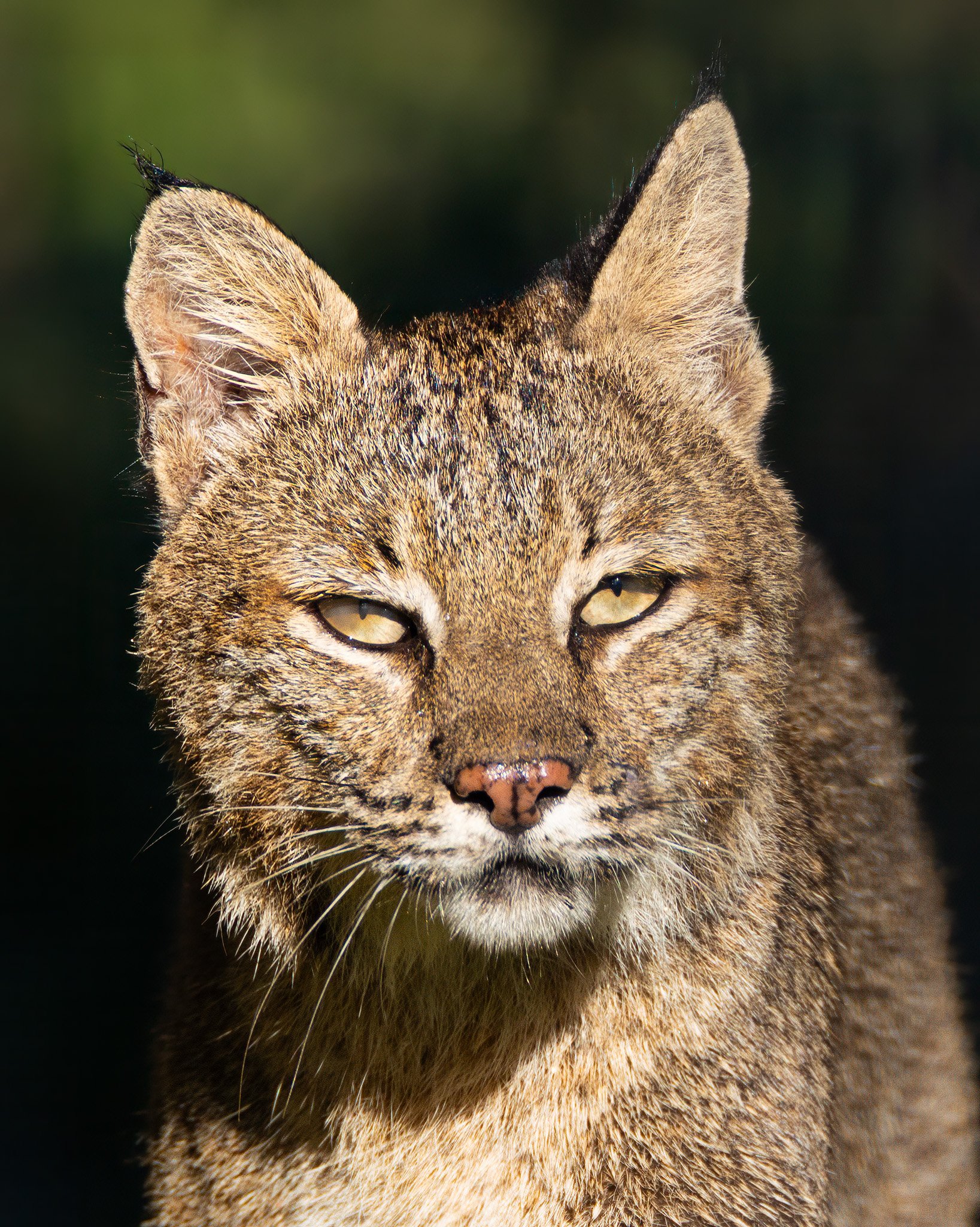 Wildlife