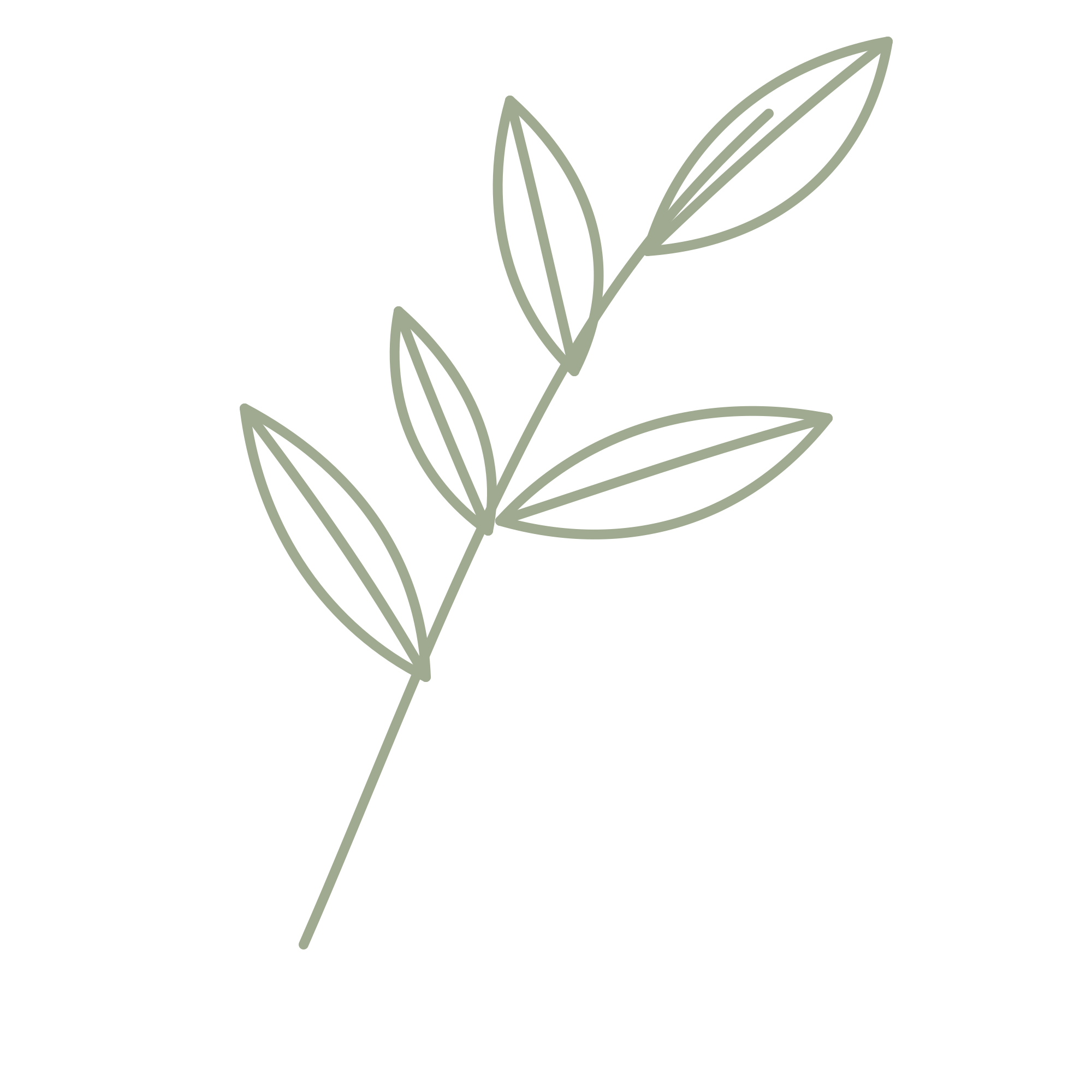 Outline drawing of a small plant with leaves growing from a thin stem.