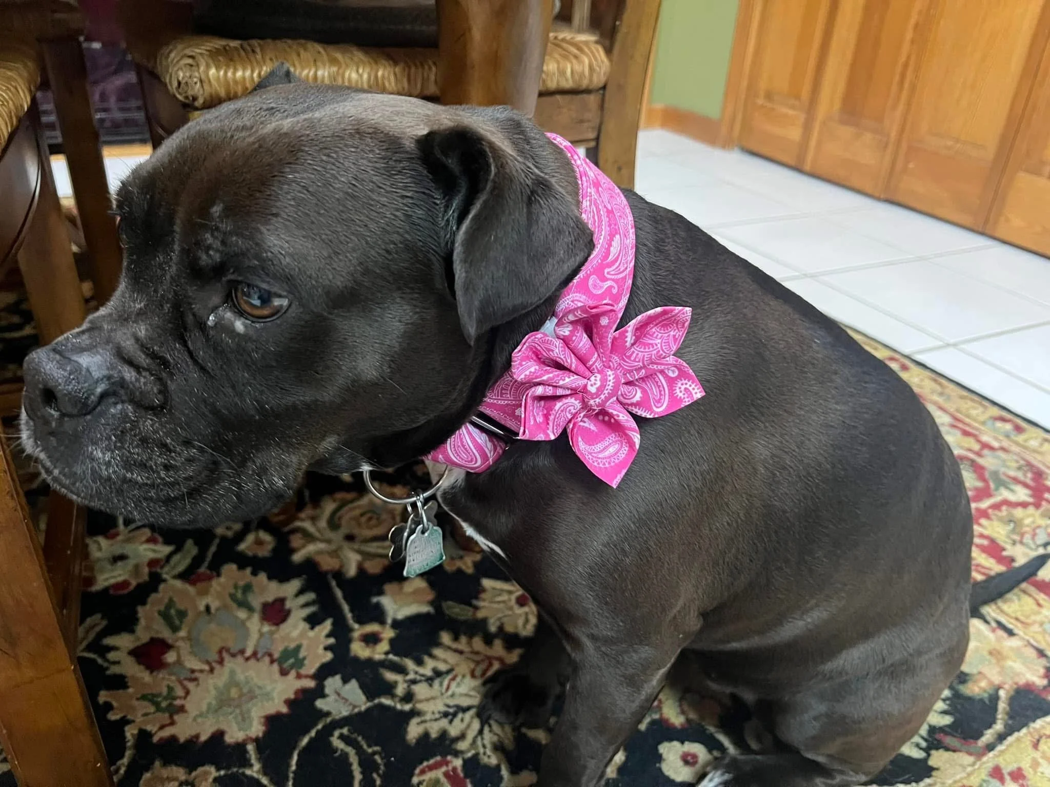Close-up of a black dog with a pink bandana around its neck, laying on a patterned rug inside a home with wooden furniture and tiled floor.