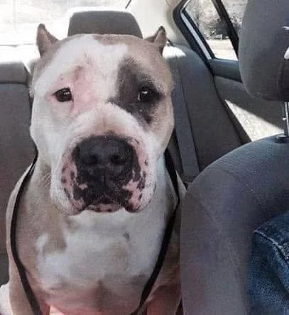 A white and black dog sitting in the backseat of a vehicle.
