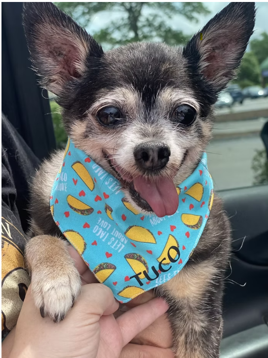 A small dog with black and gray fur, wearing a blue bandana with taco patterns and the word "Tacos" written on it. The dog is sticking out its tongue and appears to be happy, held by a person in a car with a parking lot in the background.