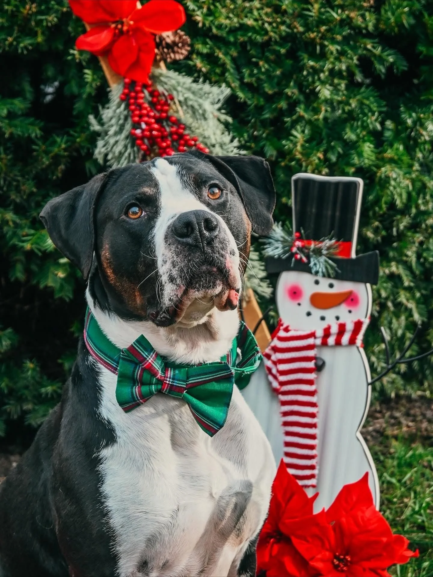 A black and white dog wearing a green and red plaid bow tie sits in front of Christmas-themed decorations, including a poinsettia flower, a small evergreen arrangement with red berries and pine cones, and a snowman figure with a black hat and red and white striped scarf, all set against a green leafy background.