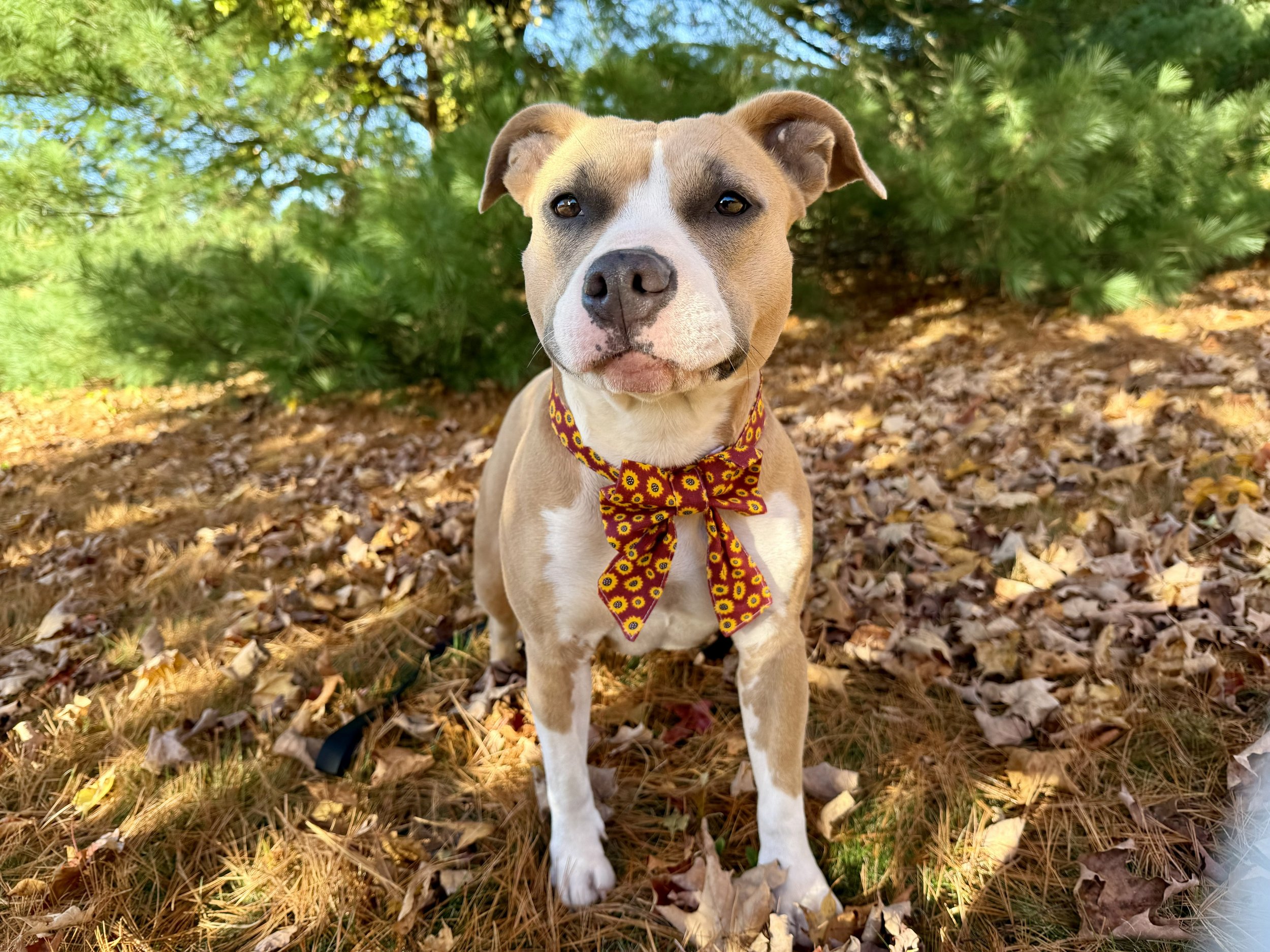 A light brown and white dog with a patterned bandana around its neck standing on fallen autumn leaves in a forested area.