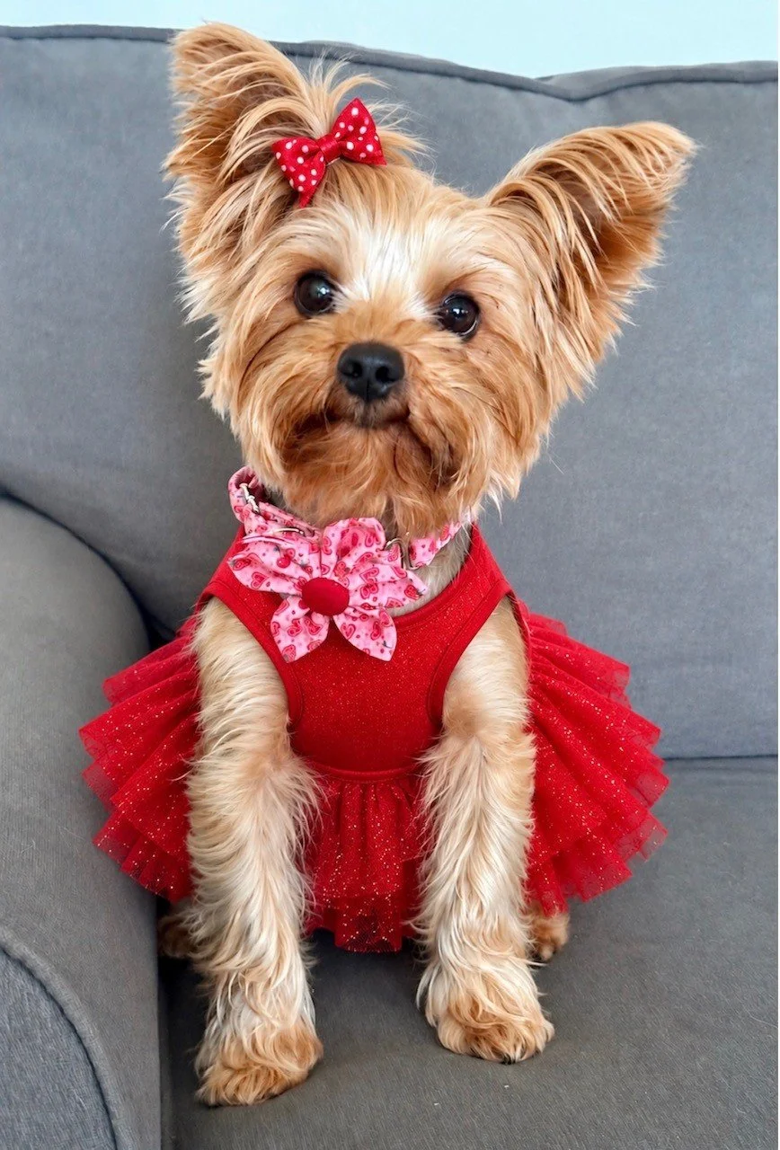 A small dog wearing a red dress with a tutu skirt, a pink bandana with red pattern, and a red bow on its head, sitting on a gray couch.