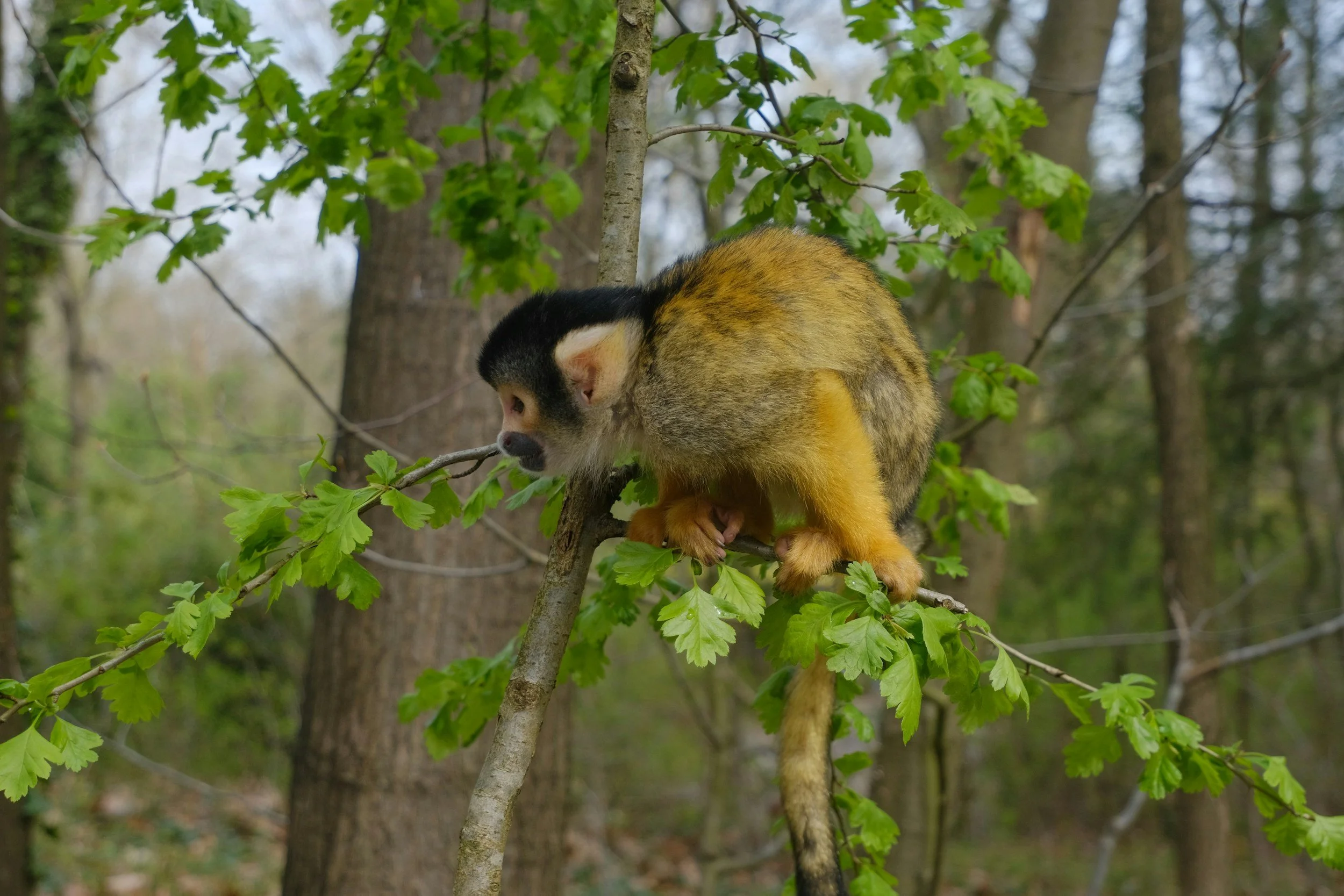 A small squirrel monkey with black, white, and yellow fur sitting on a tree branch surrounded by green leaves in a forest.