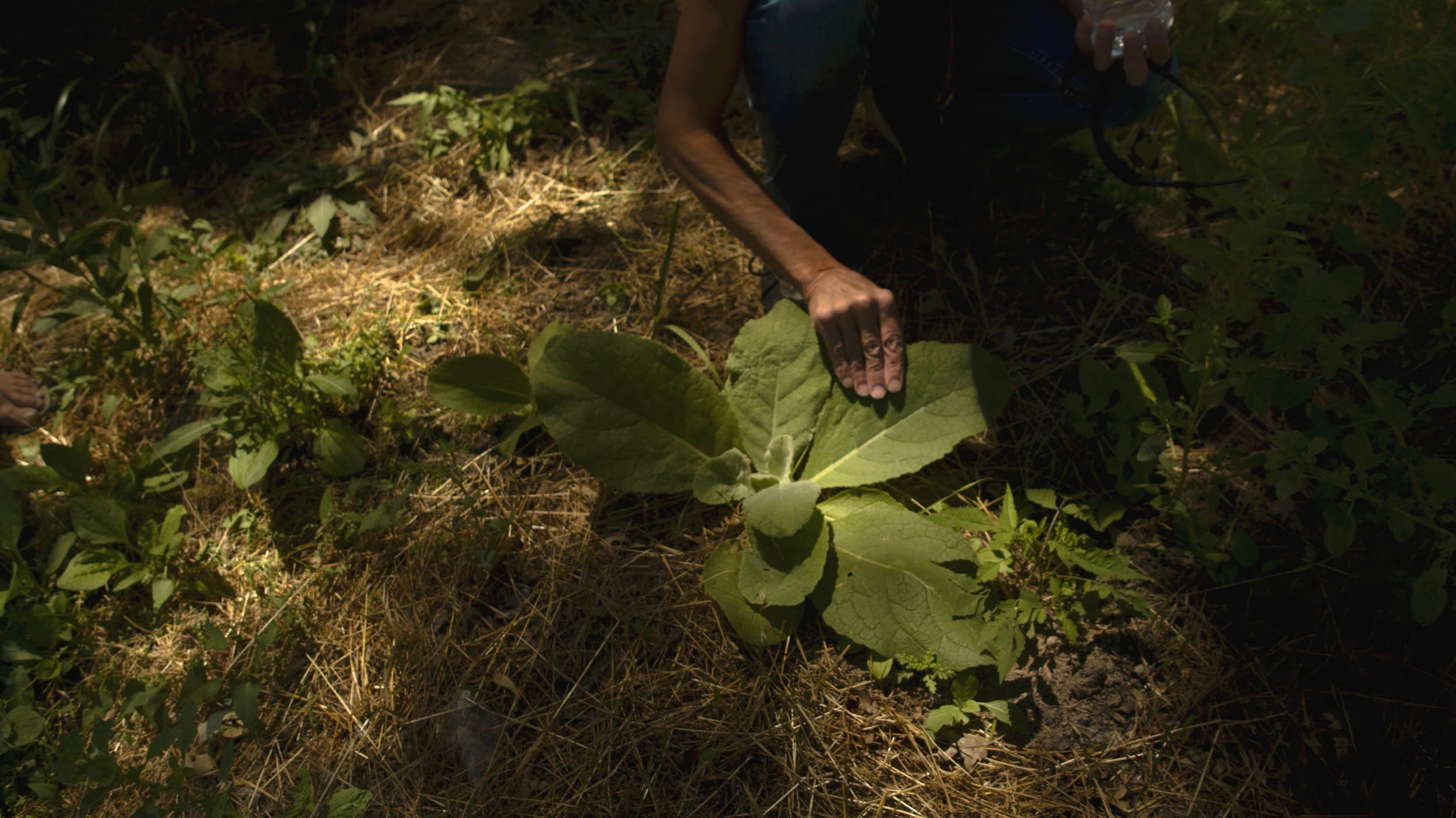 ediblemountain10.jpg