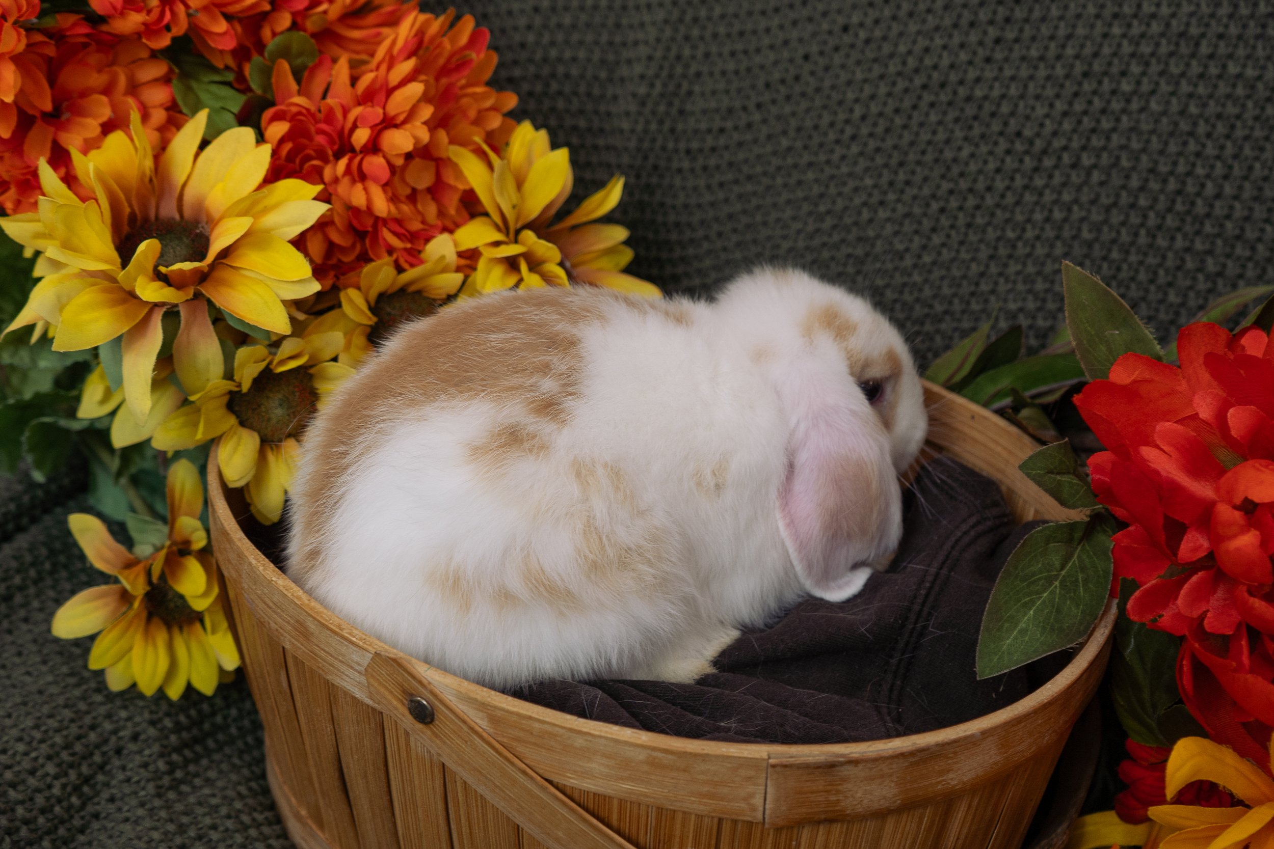 A small white and brown rabbit resting in a wooden basket surrounded by colorful artificial flowers, including yellow, orange, and red blooms.