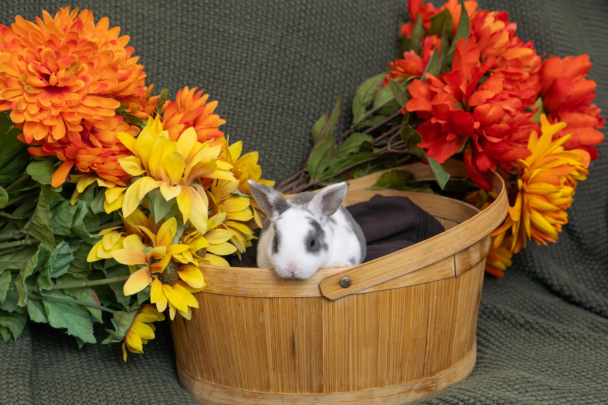 A black and white spotted rabbit lying in a wooden basket surrounded by orange and yellow dahlias.