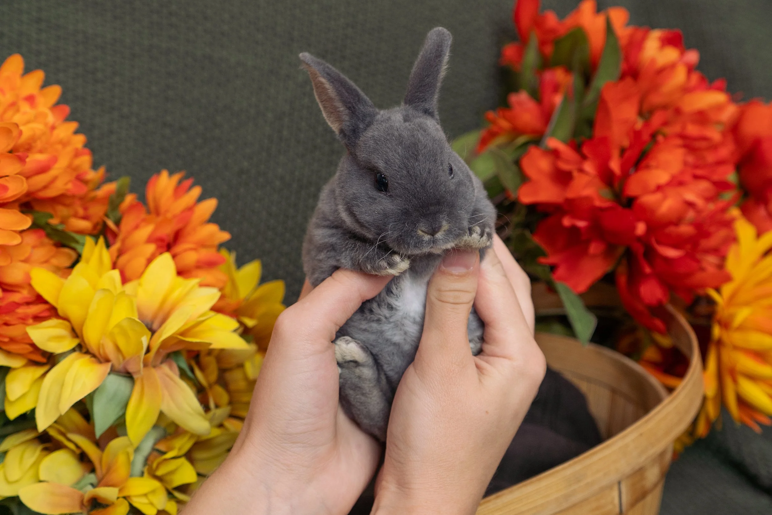 Person holding a gray rabbit surrounded by yellow and orange flowers.