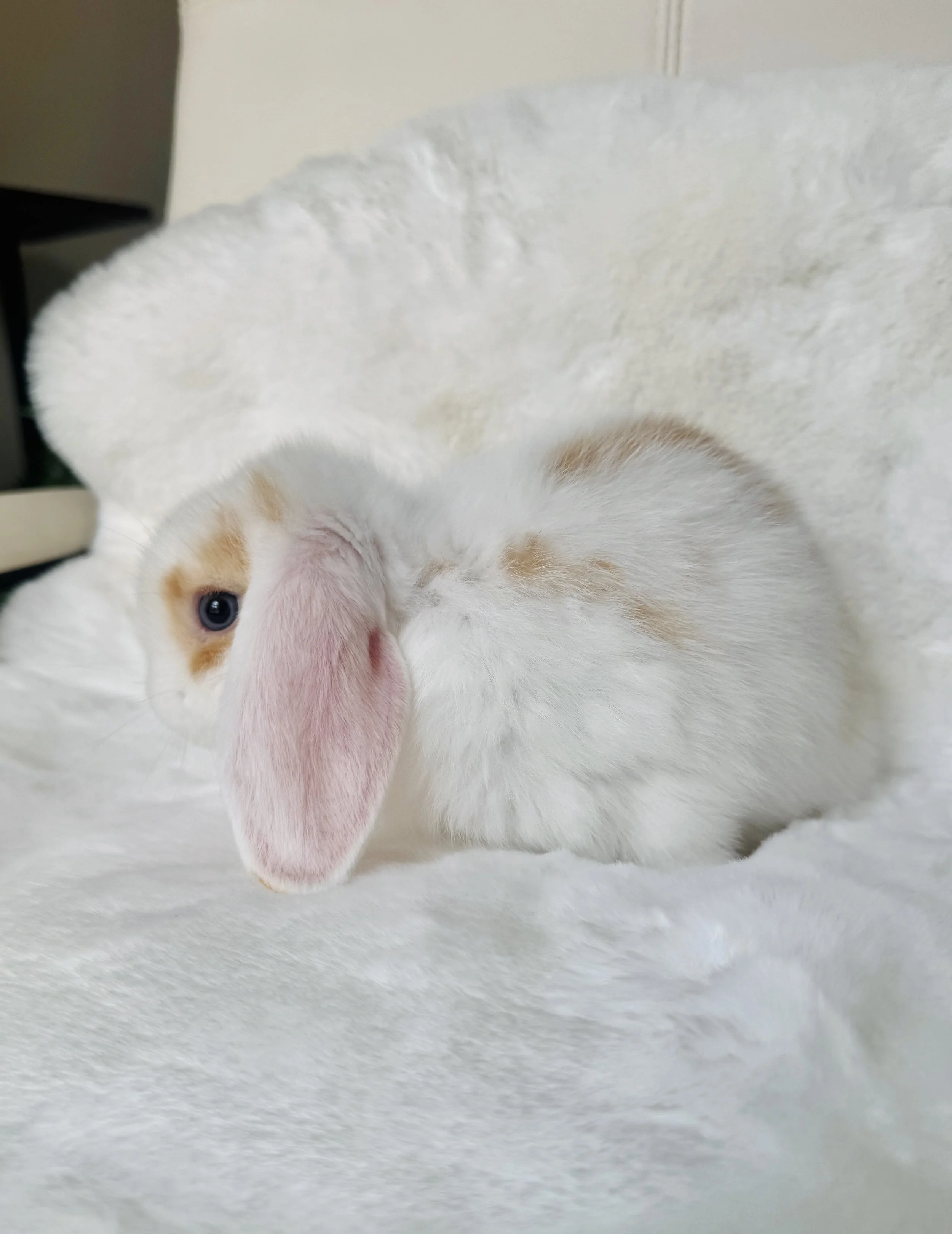 A white kitten with orange markings lying on a soft white surface, partially covered by a white fluffy blanket.