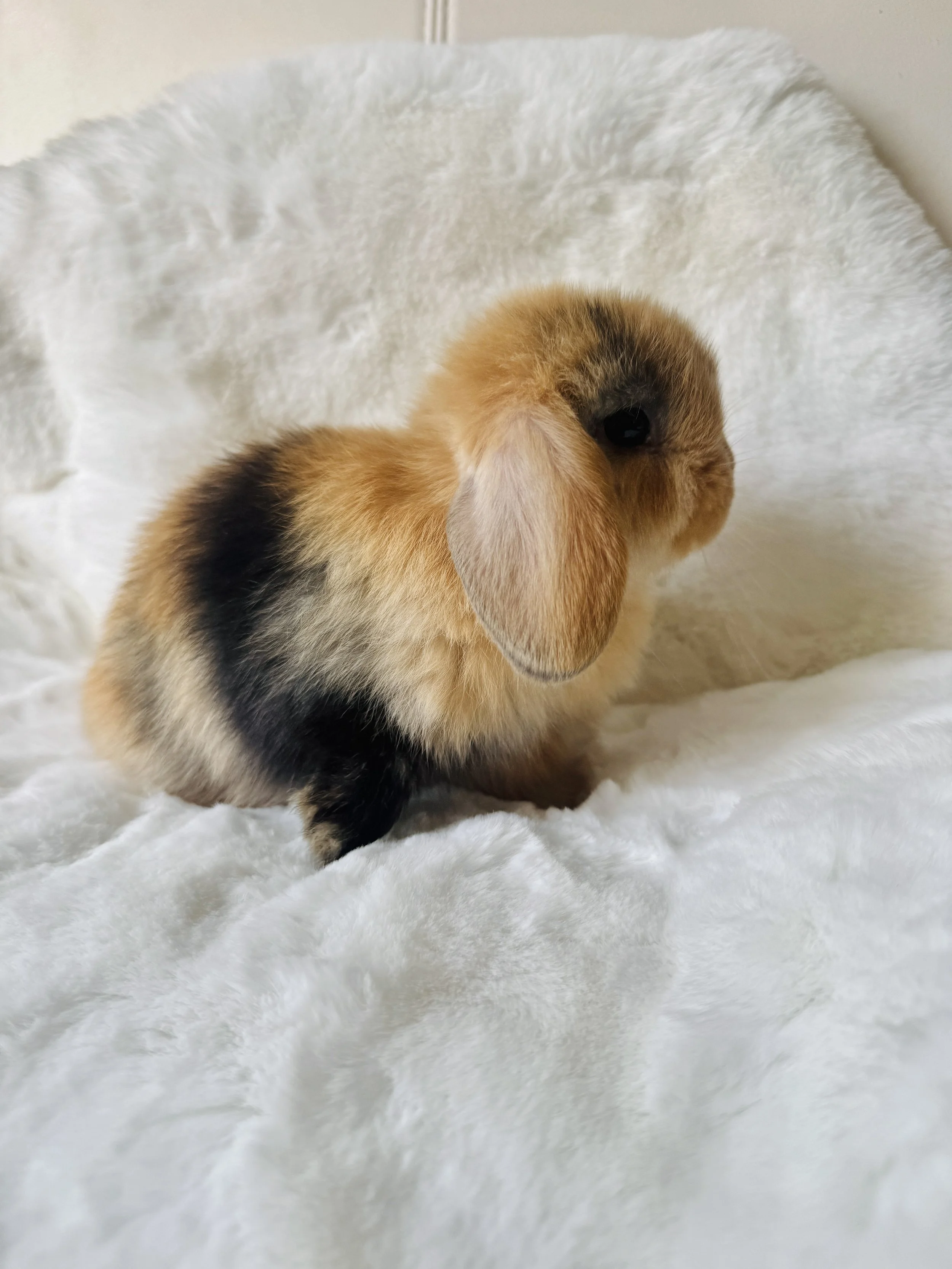Close-up of a brown and black Rabbit sitting on a white fluffy surface.