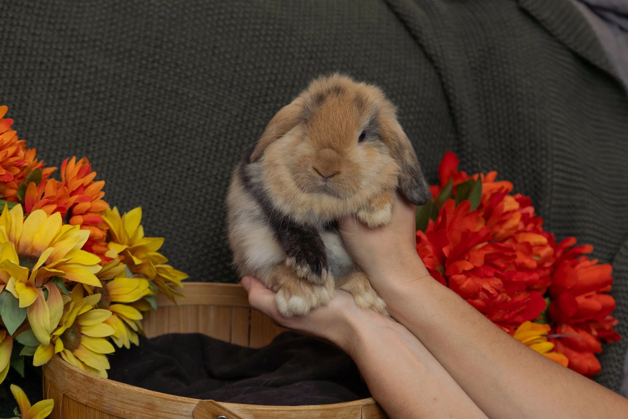 A small bunny with brown and black fur being held by a person's hand, surrounded by orange and yellow flowers on a wooden basket with a dark textured background.