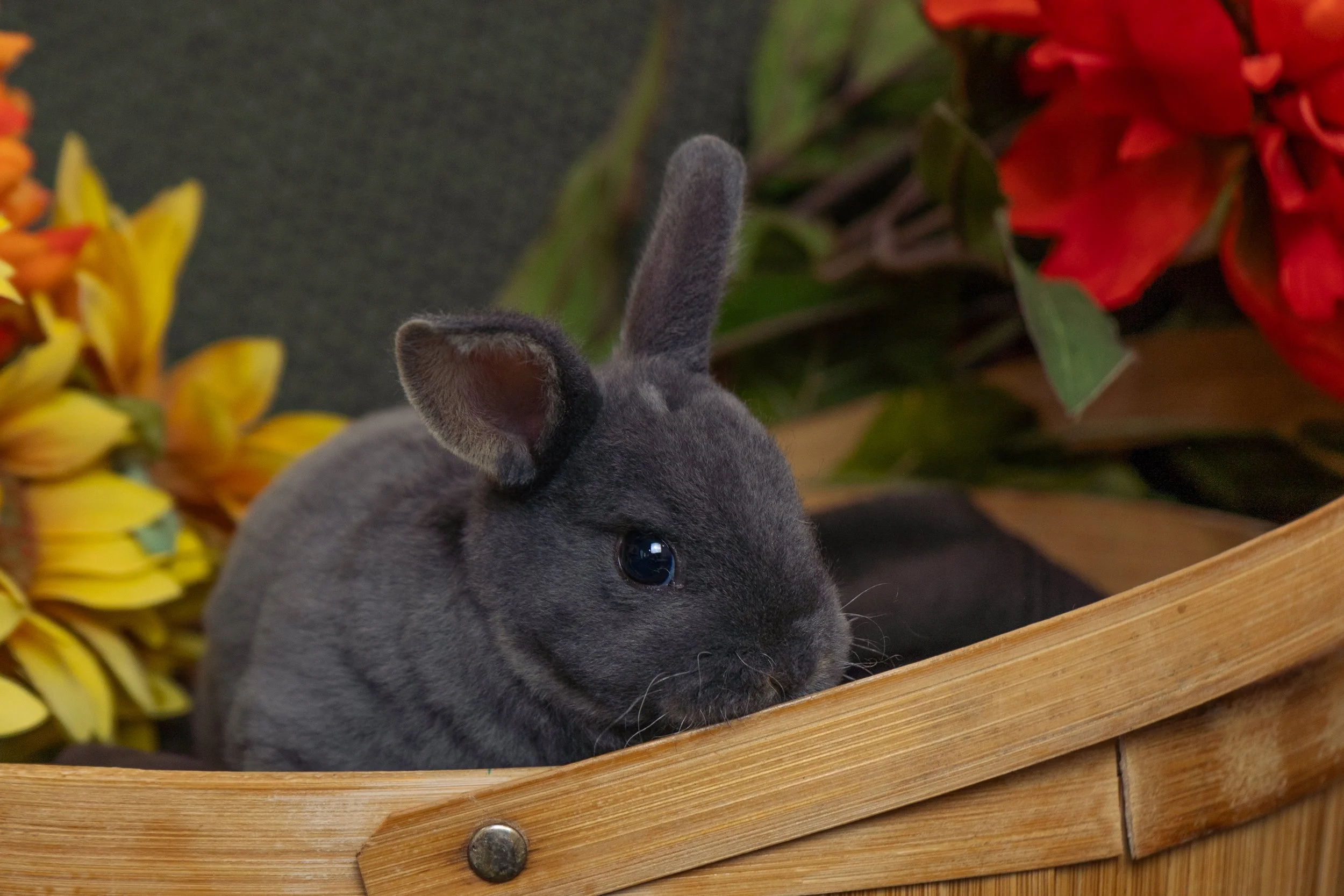 A gray rabbit with black eyes sitting in a wooden basket surrounded by yellow and red flowers.