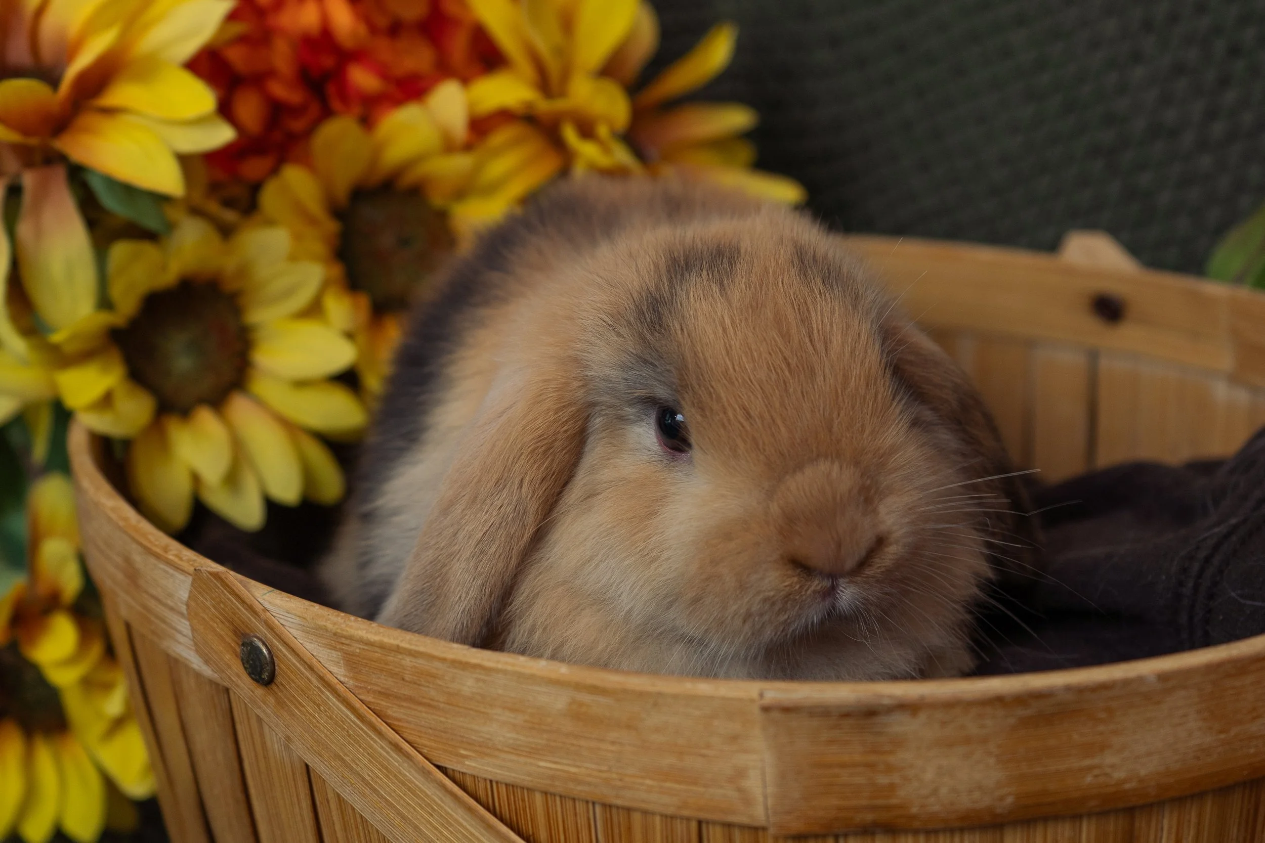 A brown rabbit resting in a wooden basket, with yellow and orange flowers in the background.