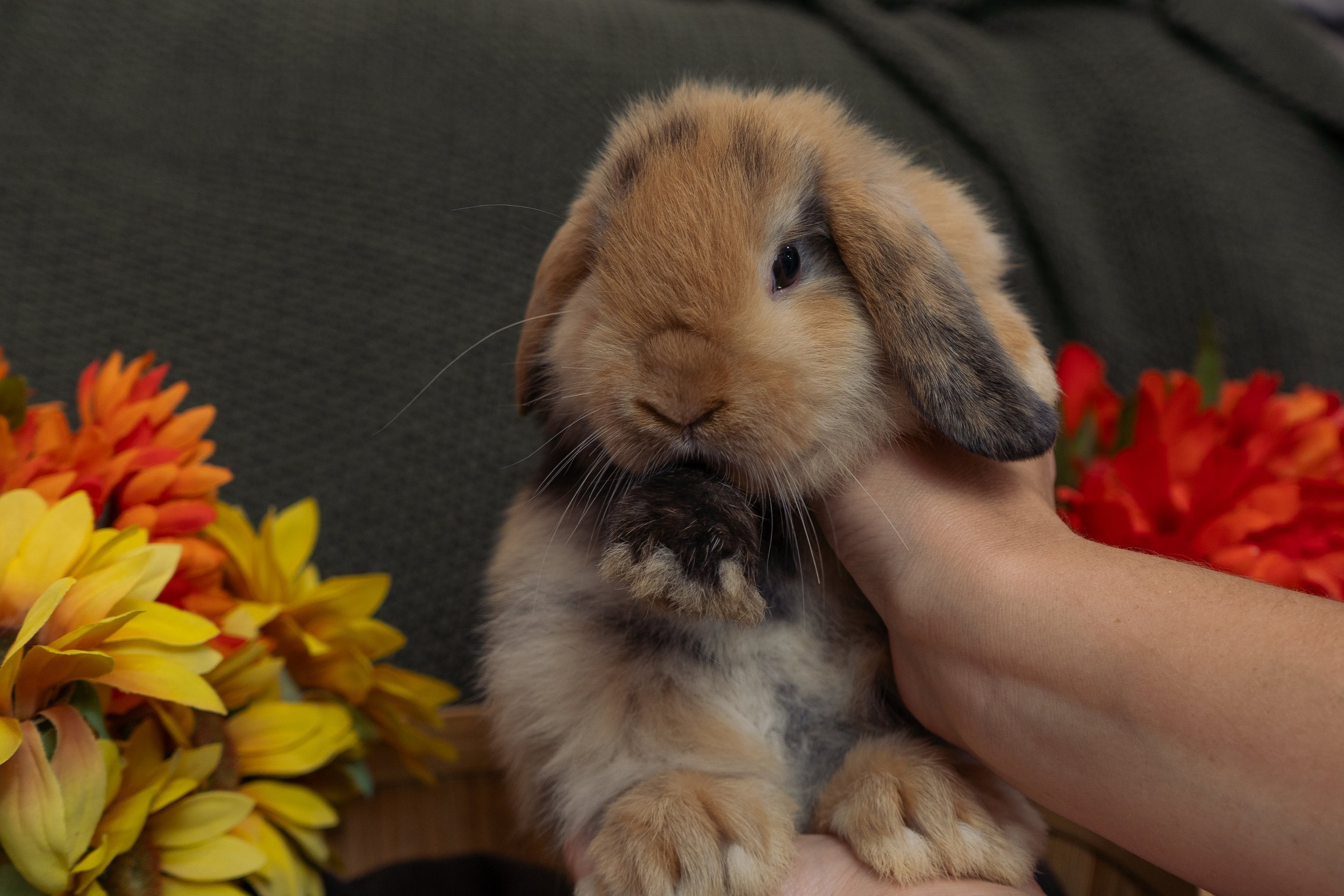 A brown, black, and white rabbit being held by a person with flowers in the foreground and a dark background.