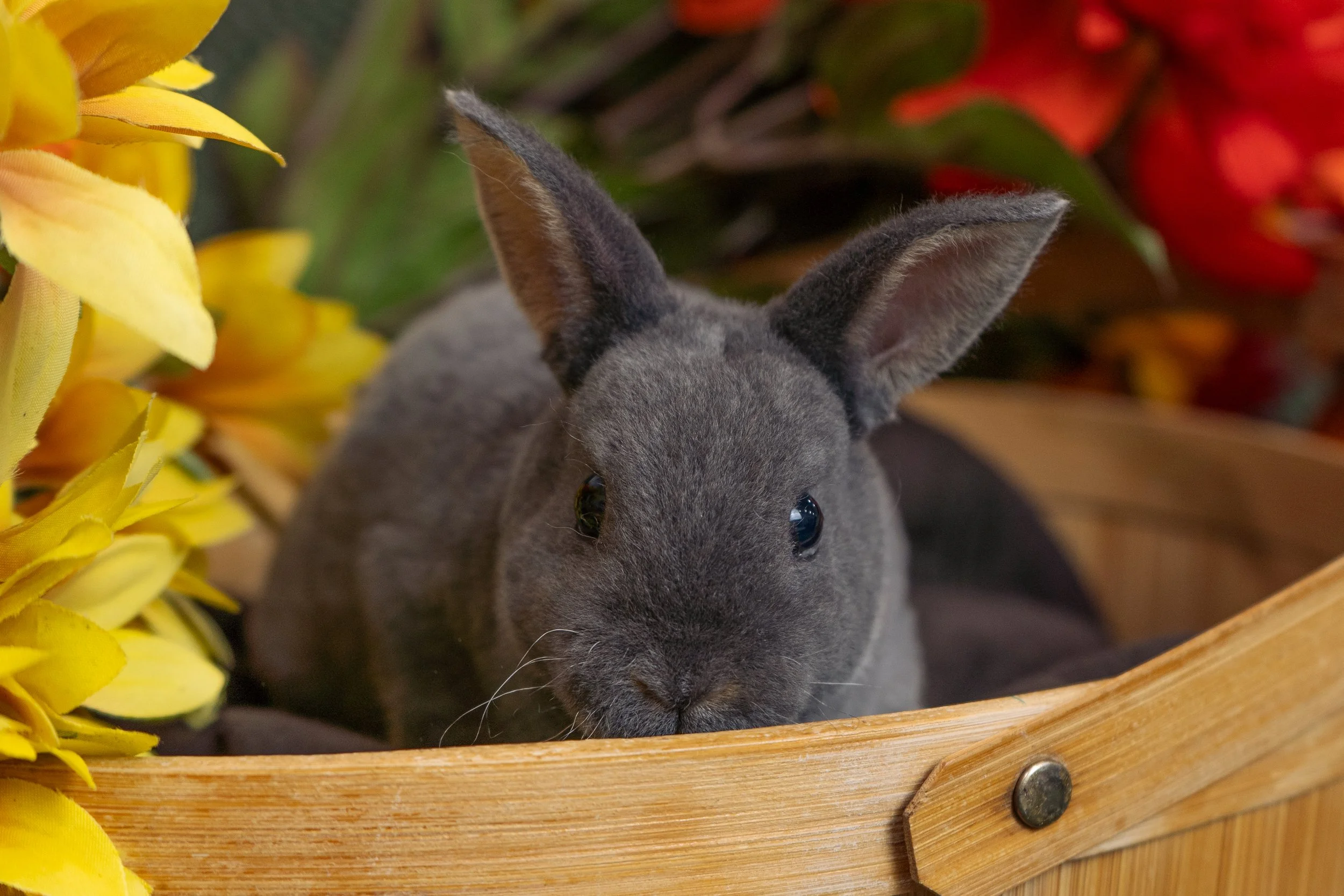 Close-up of a gray bunny with large ears, surrounded by yellow and red flowers, sitting in a wooden basket.