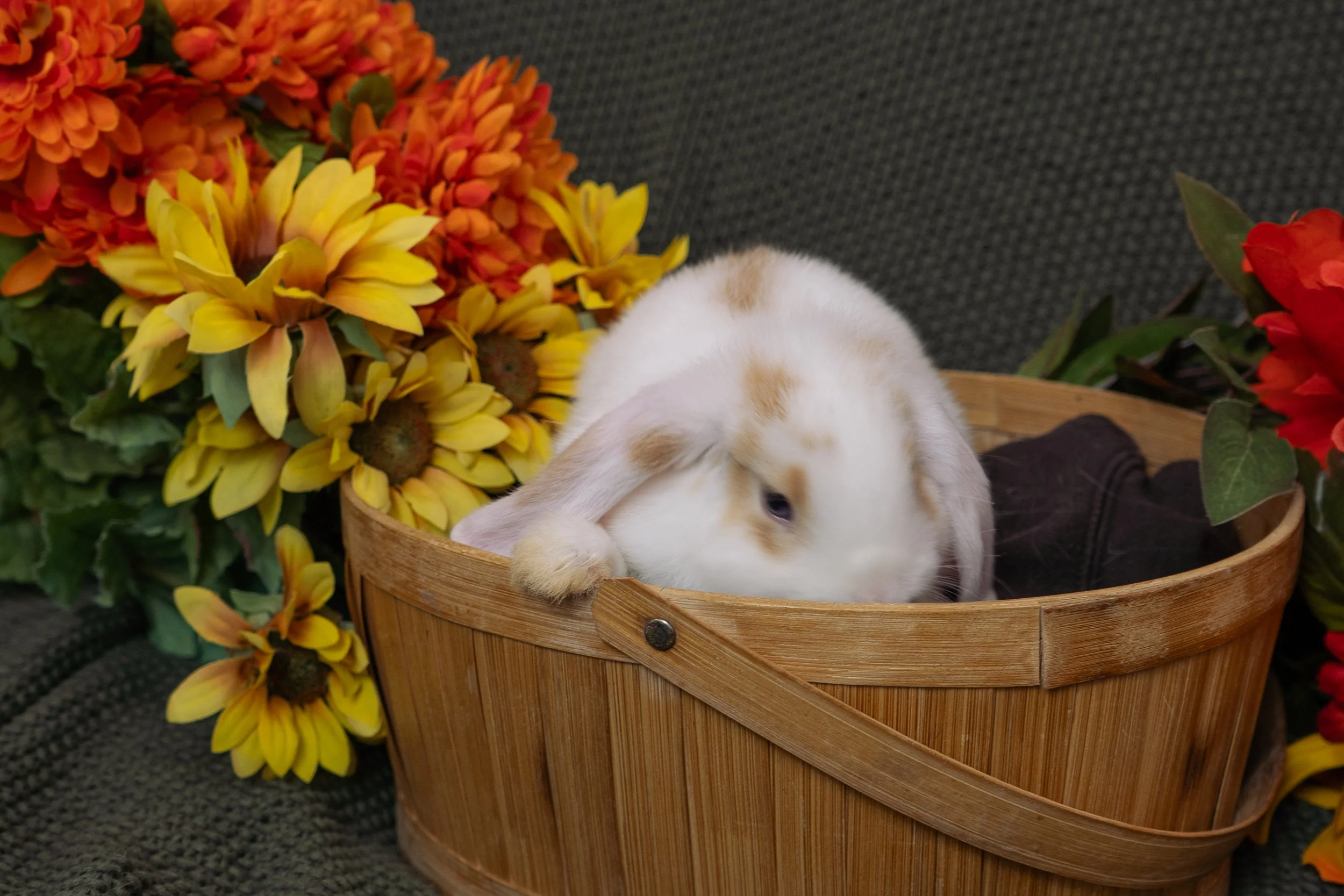 A white bunny with brown spots lying in a wooden basket surrounded by yellow, orange, and red flowers.