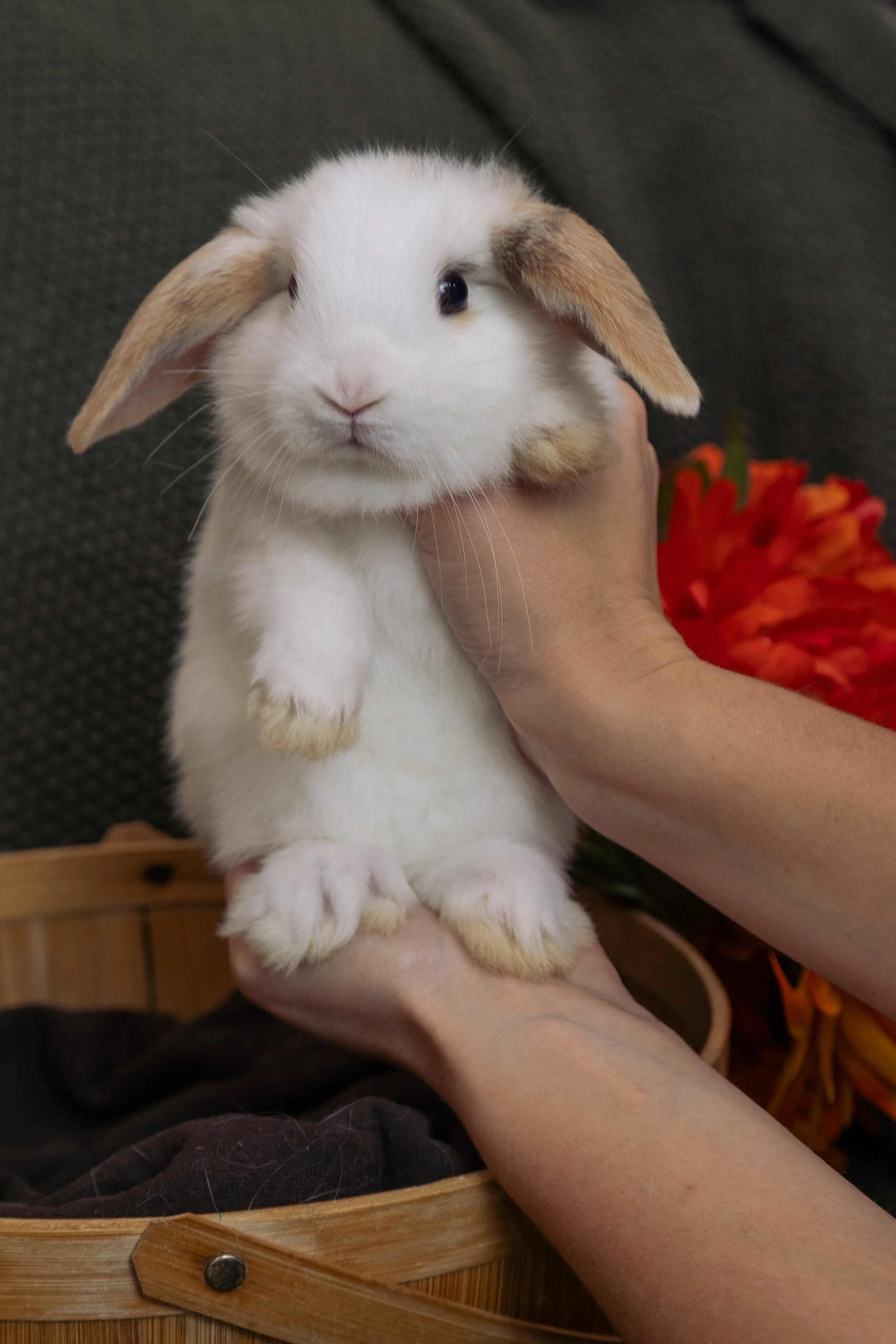 A white and brown rabbit being held by a person against a dark background with red flowers in the background.