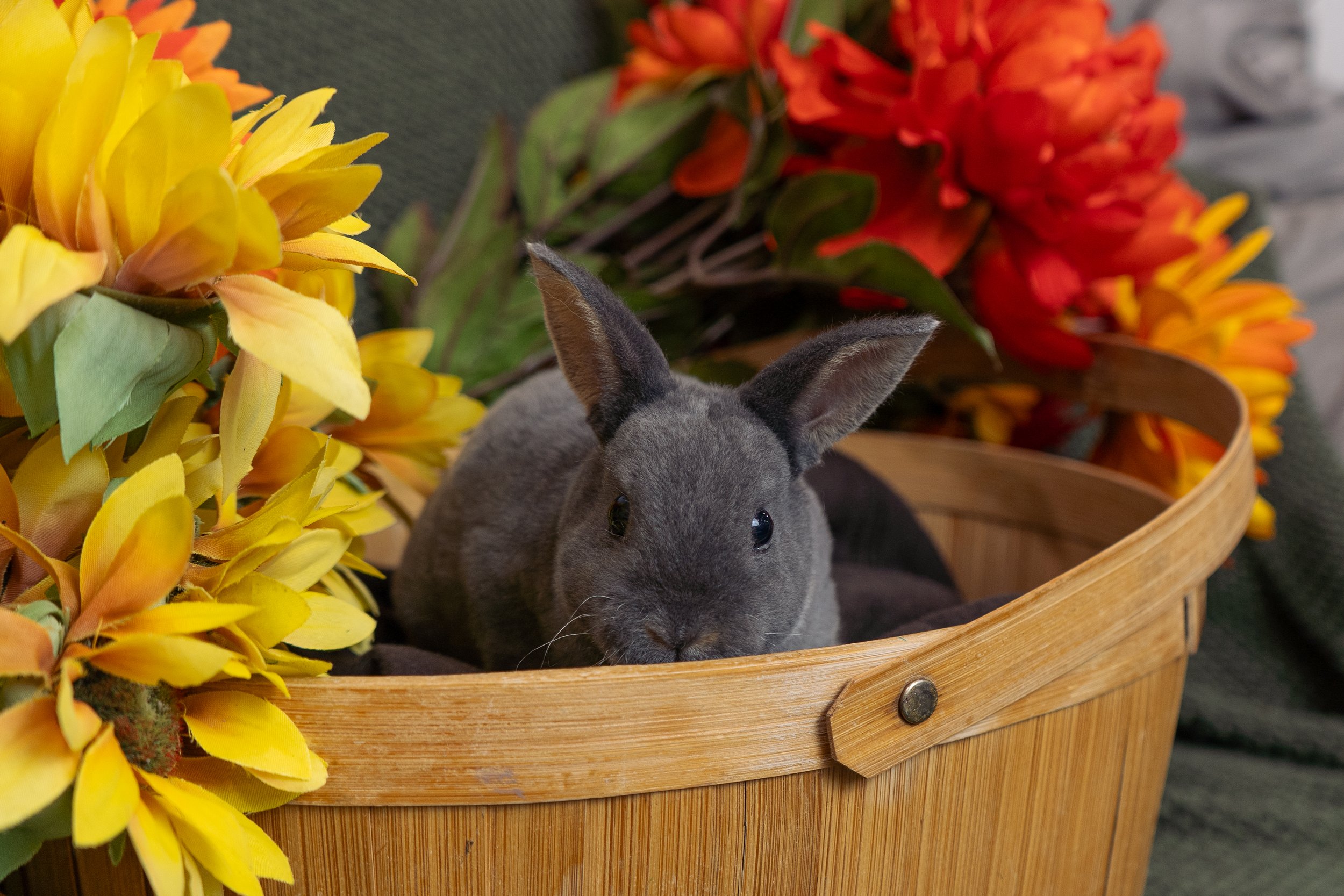 Gray bunny sitting in a round wooden basket surrounded by bright yellow and orange flowers.