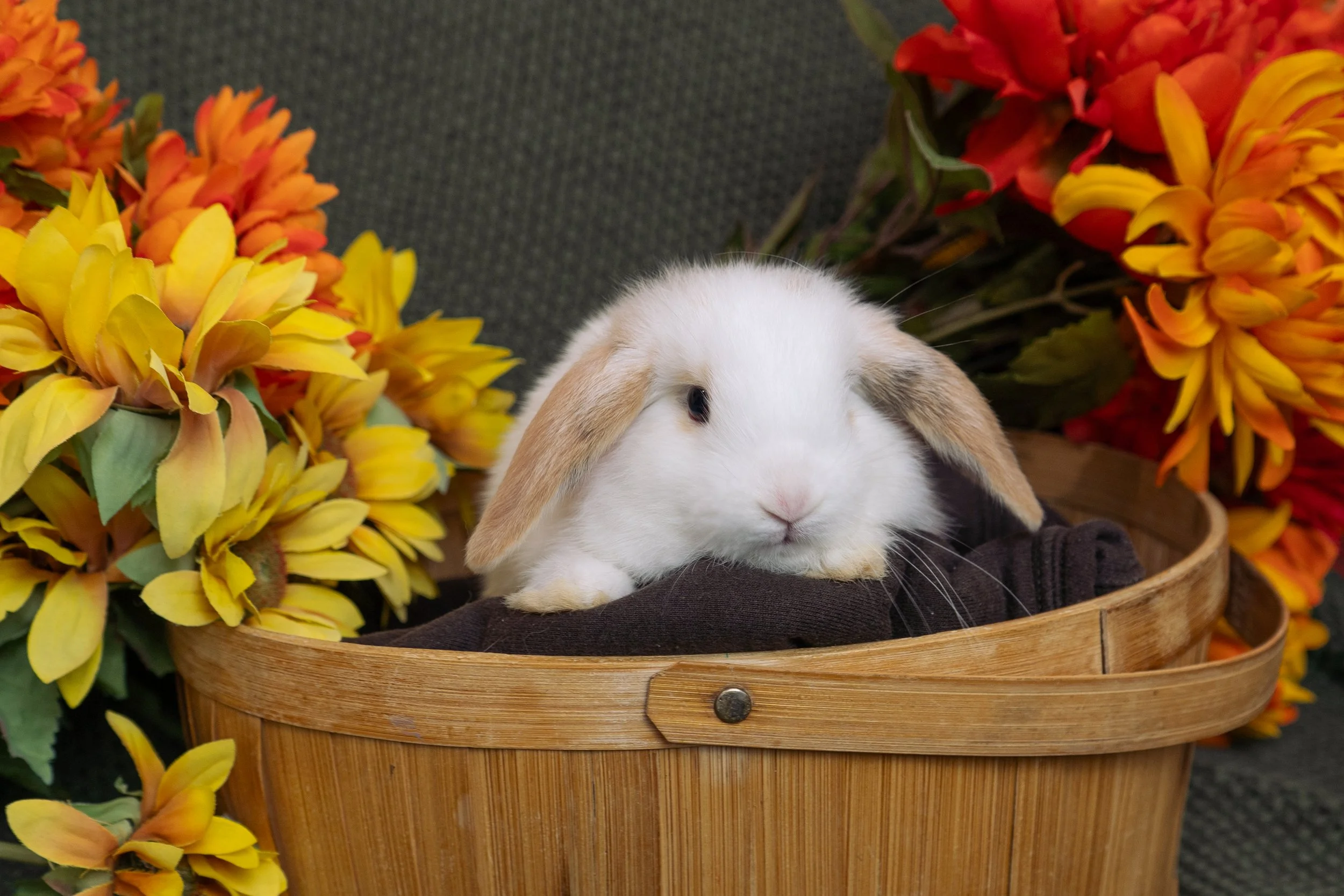 A cute bunny rabbit with light brown ears and a white face sitting in a wooden basket surrounded by bright yellow and red flowers.