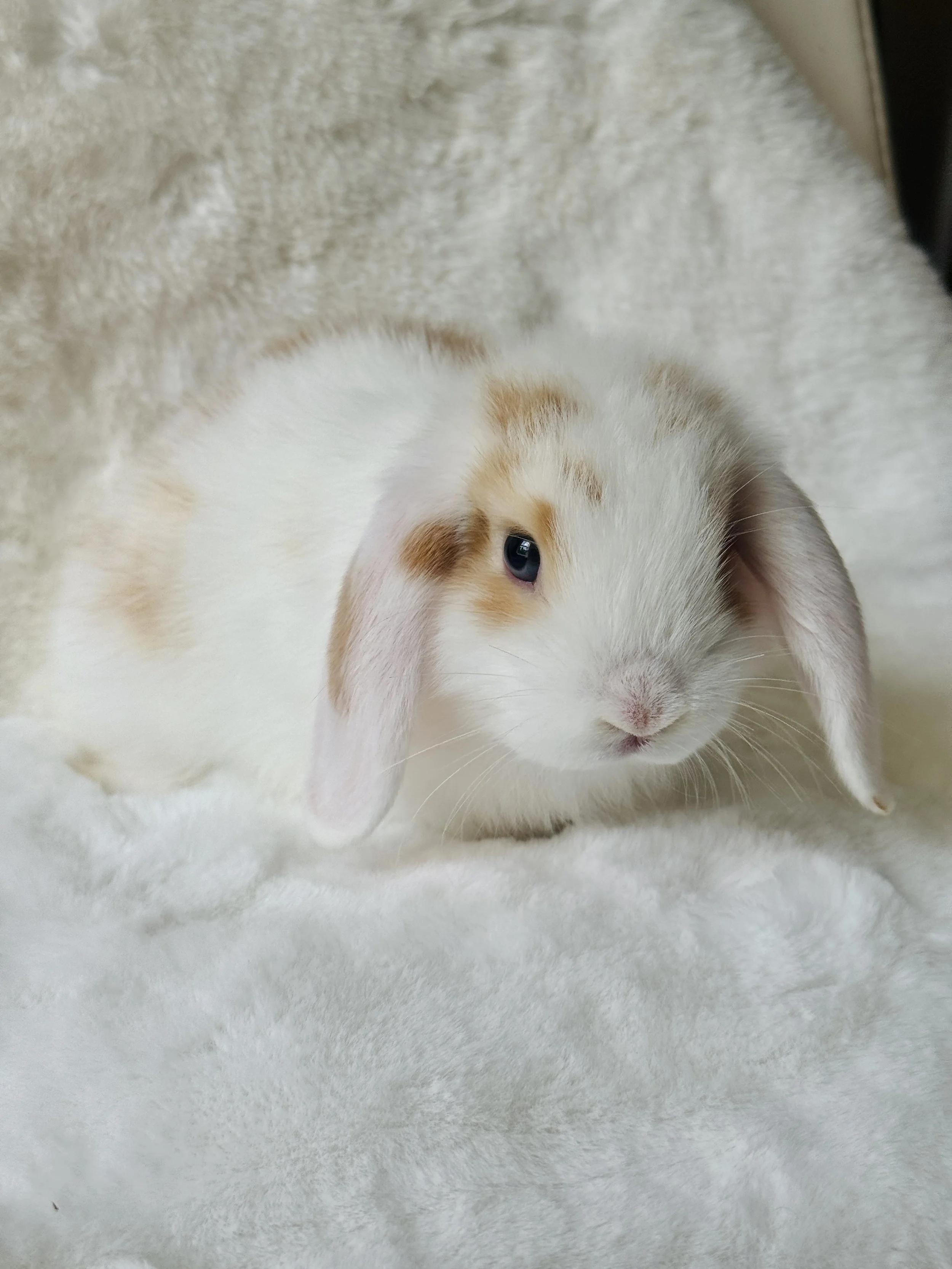 A small white and orange bunny with one eye showing, lying on a soft, cream-colored surface.