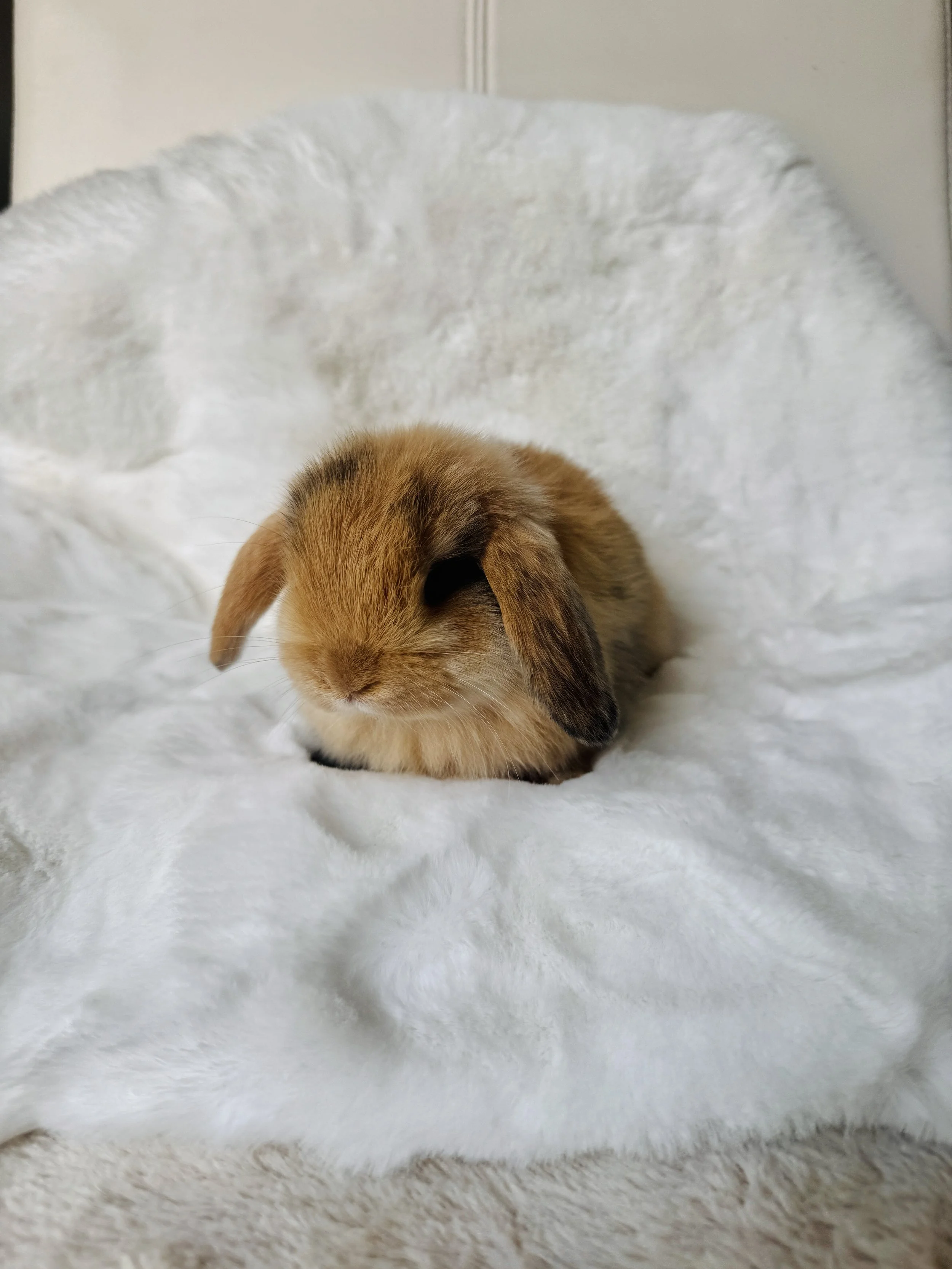 A small brown and white bunny rabbit with floppy ears sitting on a white fluffy blanket with a light-colored wall in the background.