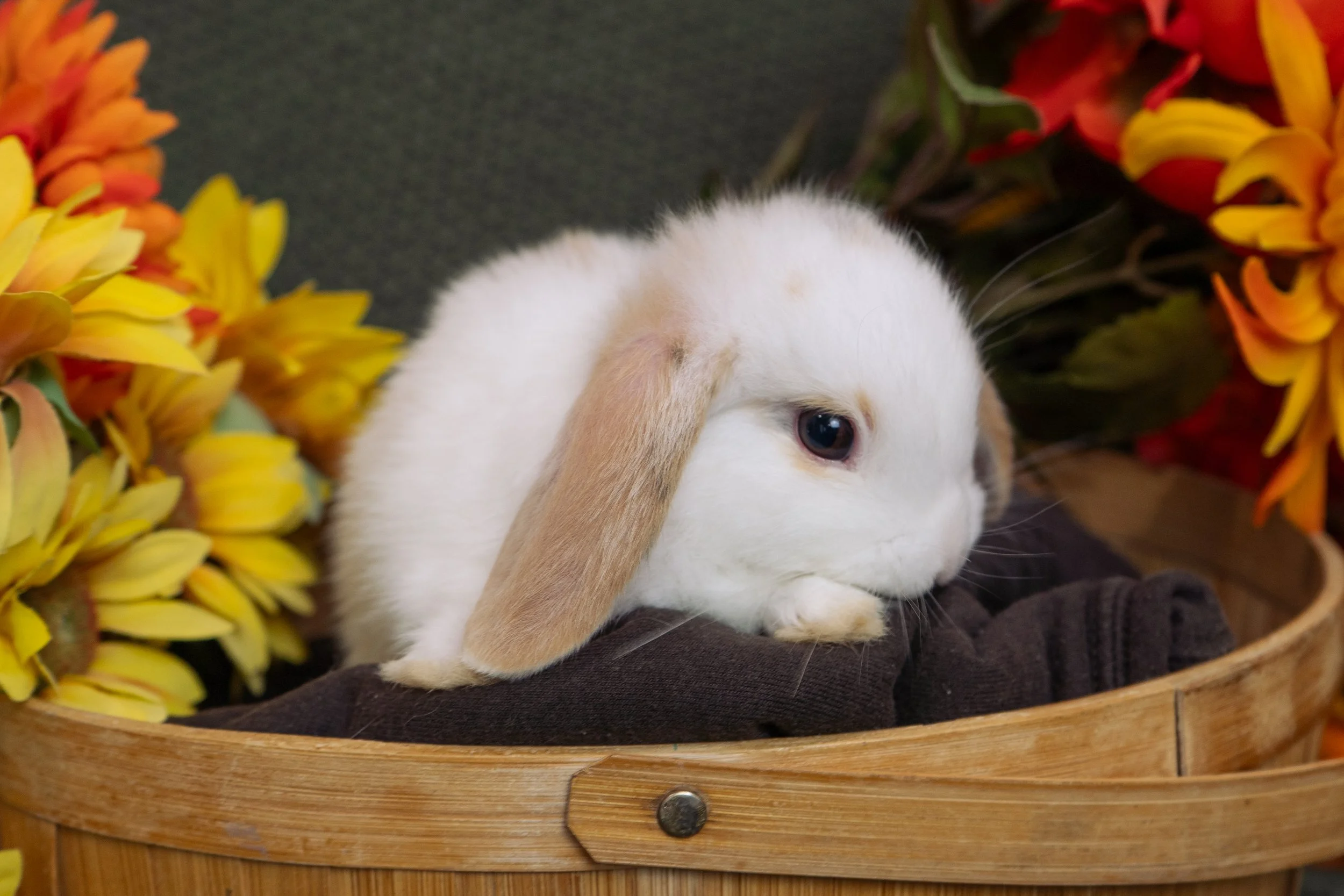 A white bunny with light brown ears lying in a wicker basket surrounded by yellow and orange flowers.