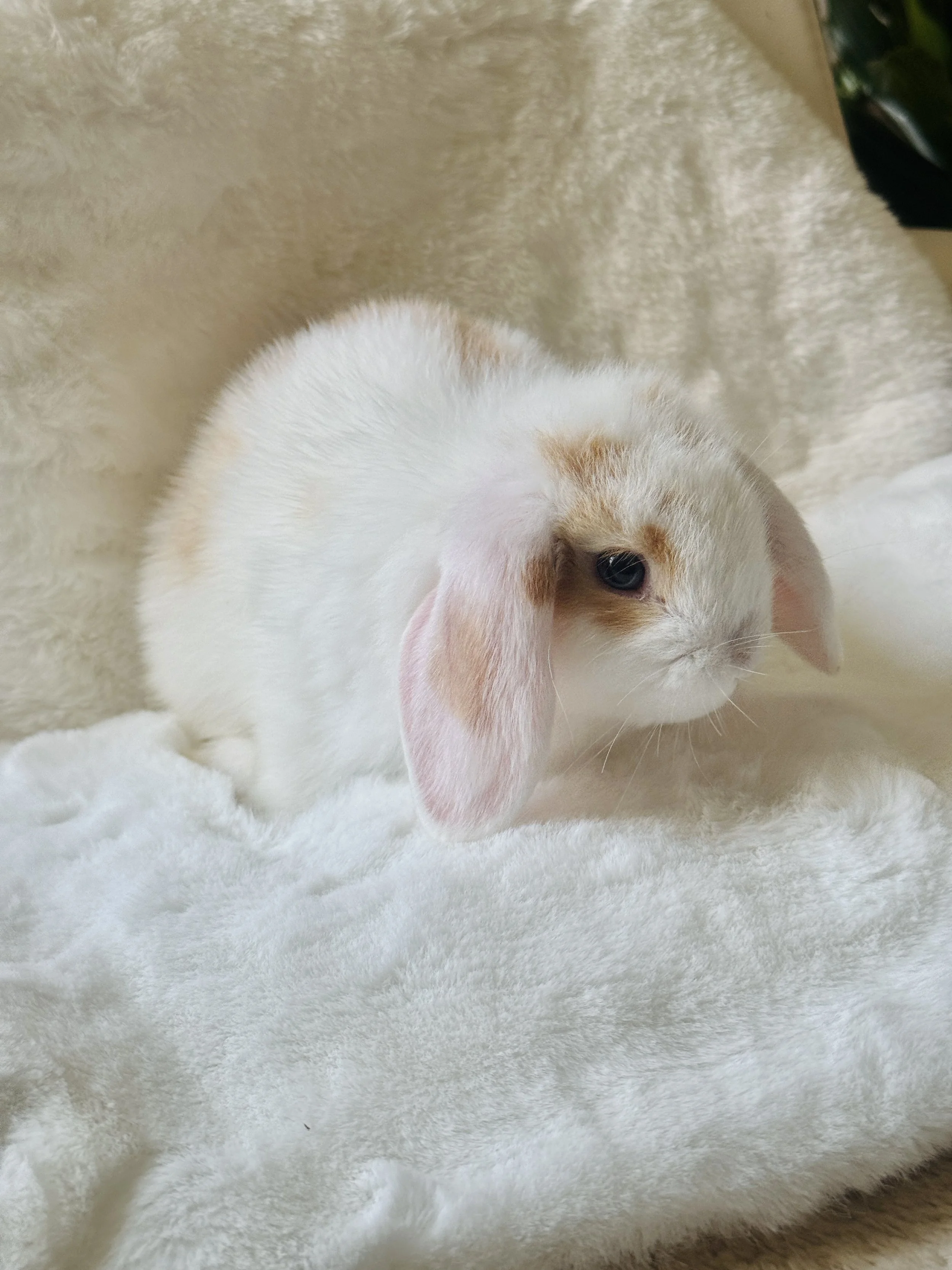 A white rabbit with light brown markings on its head and ears, sitting on a soft, white, fluffy blanket.