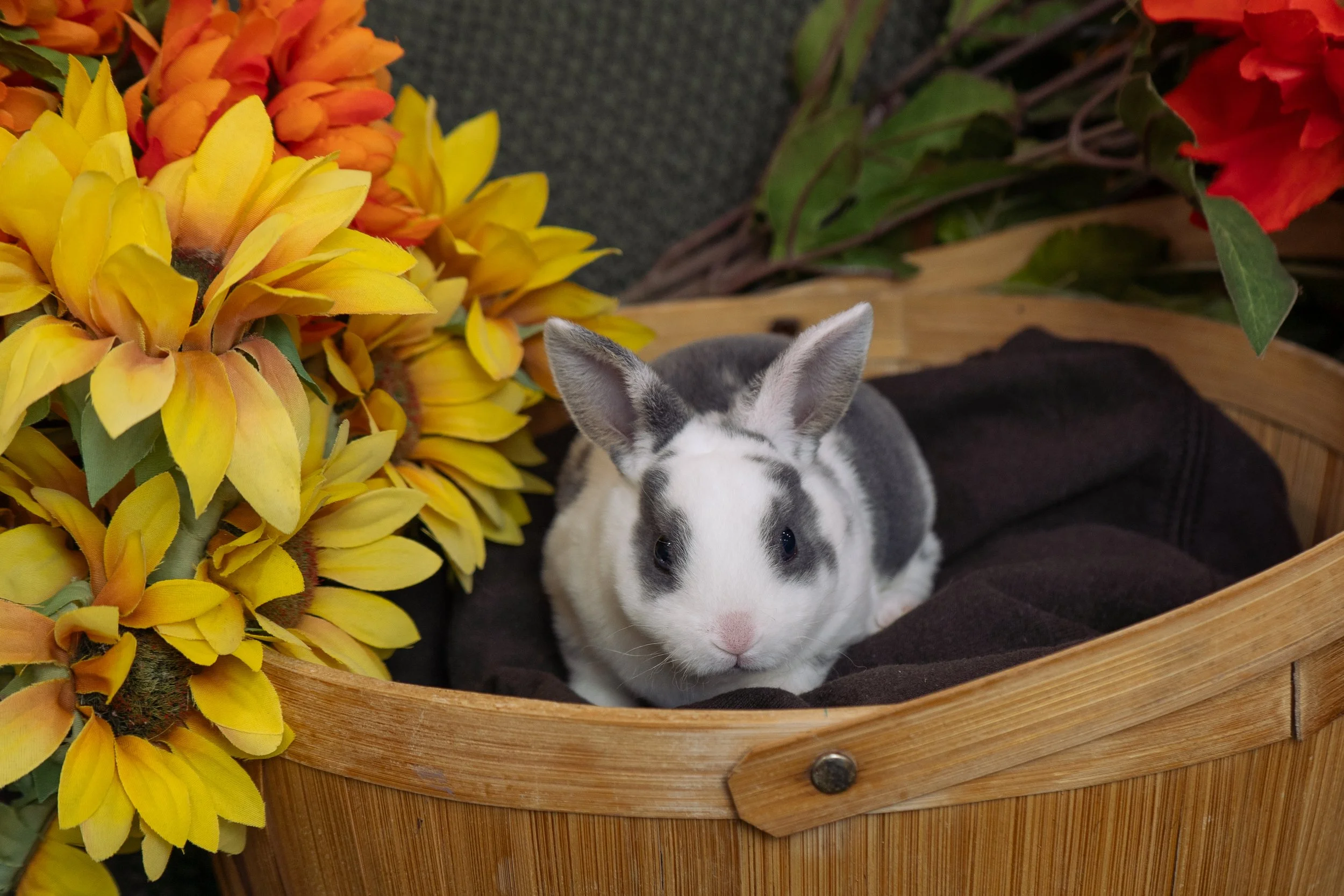 A black and white rabbit sitting in a wooden basket with yellow and orange flowers and green leaves around it.