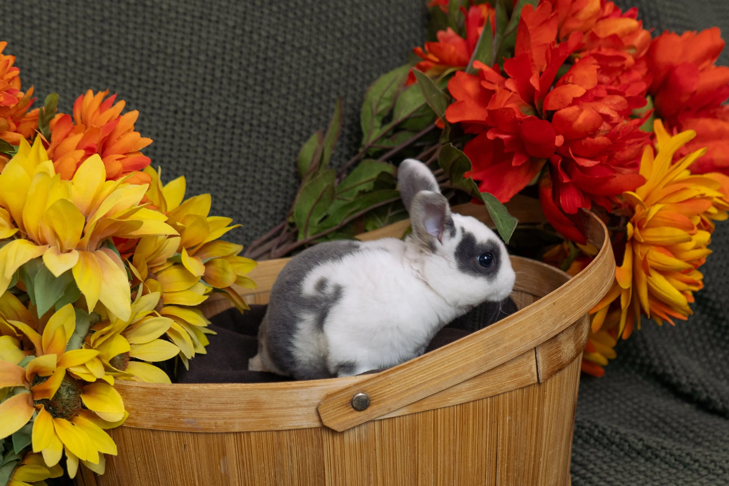 A small black and white rabbit lying in a wooden basket surrounded by colorful yellow, orange, and red flowers.