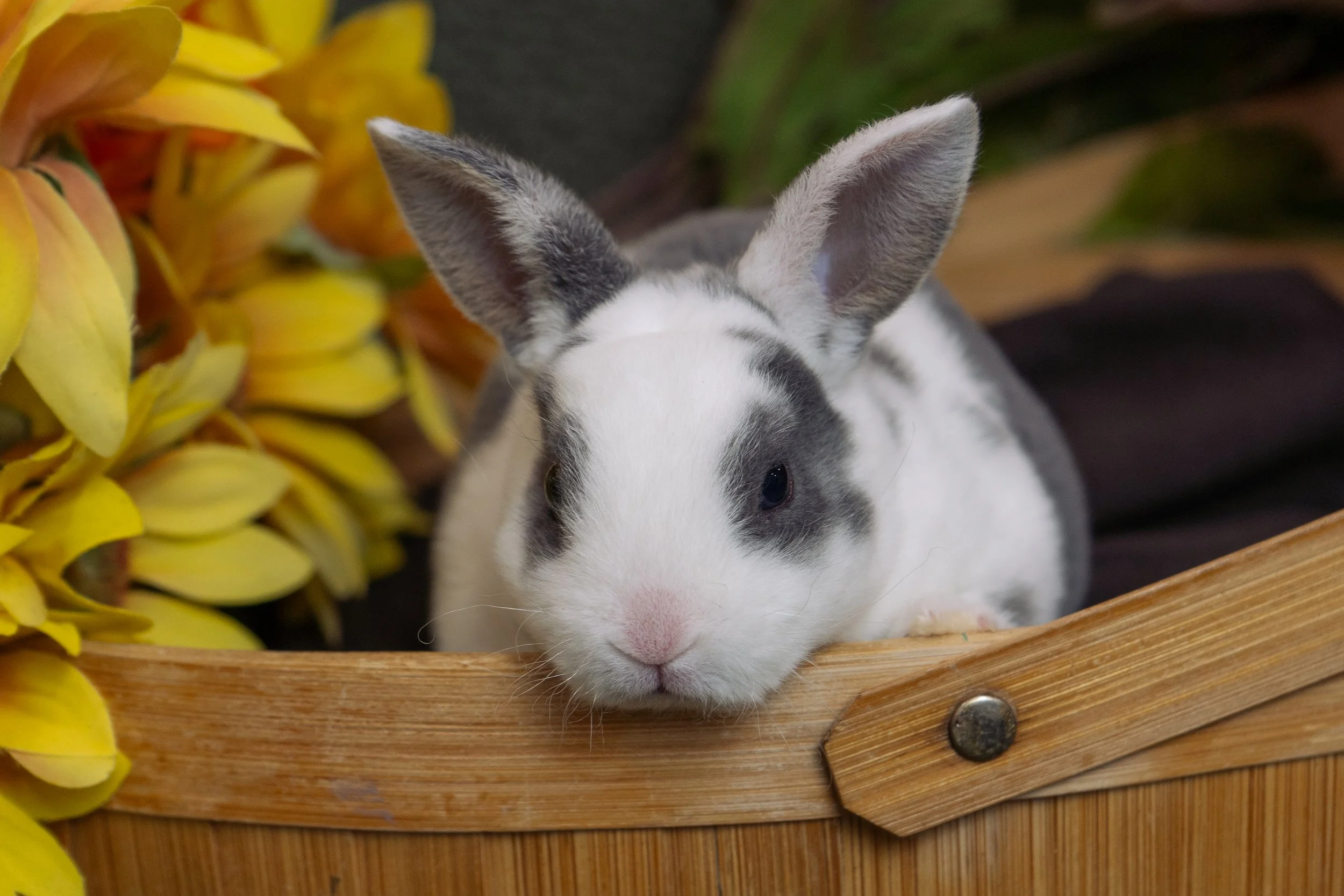 A white and gray rabbit lying in a wooden basket next to yellow flowers.