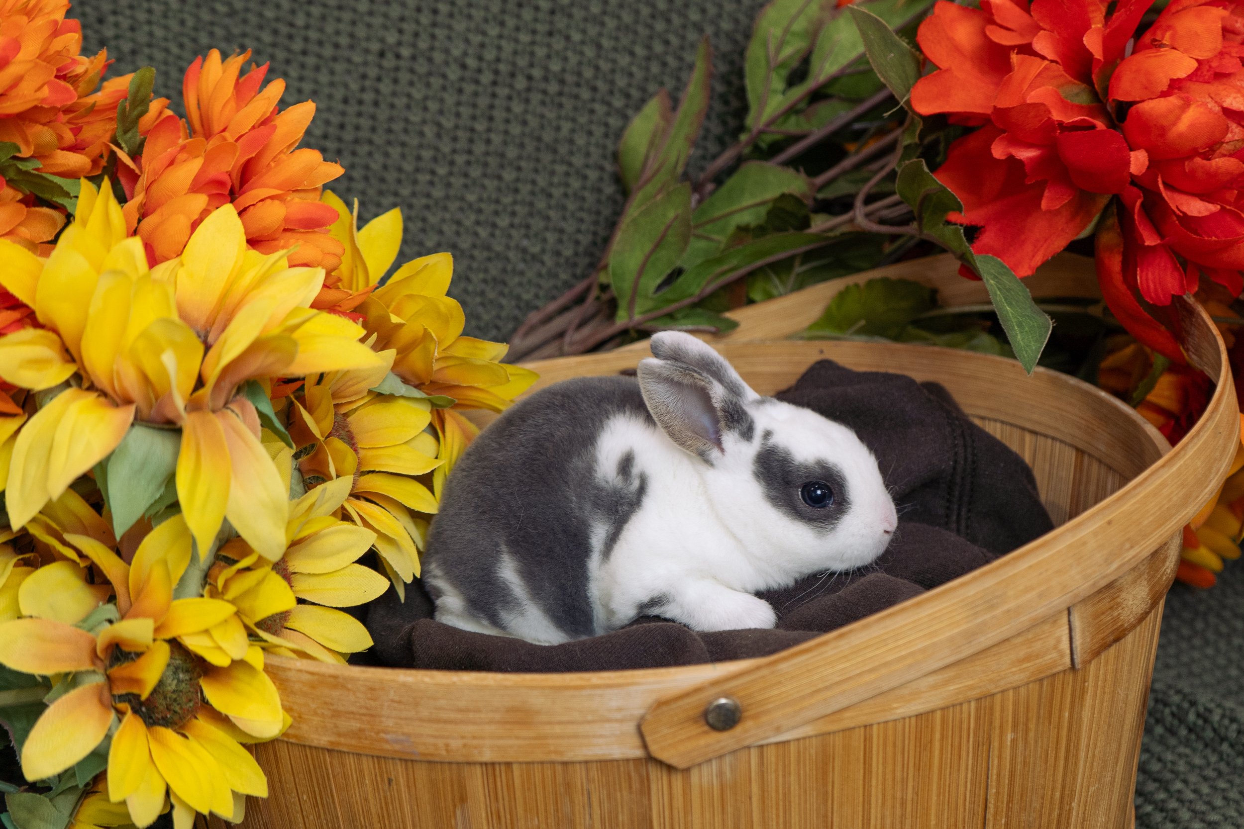 A small black and white puppy lying on a dark blanket inside a wooden basket, surrounded by orange and yellow artificial flowers.