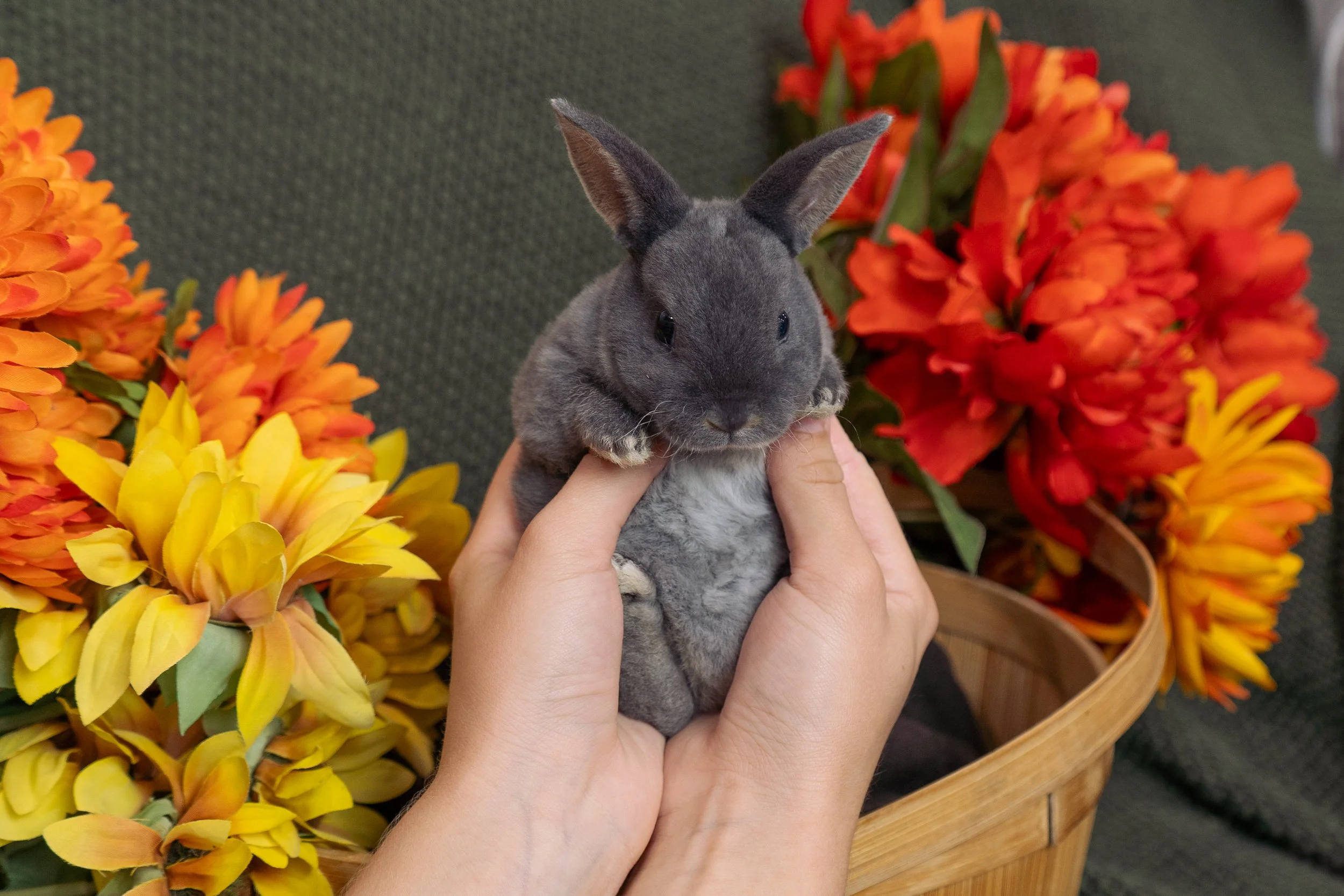 A person holding a gray rabbit surrounded by bright orange and yellow flowers in a wicker basket.