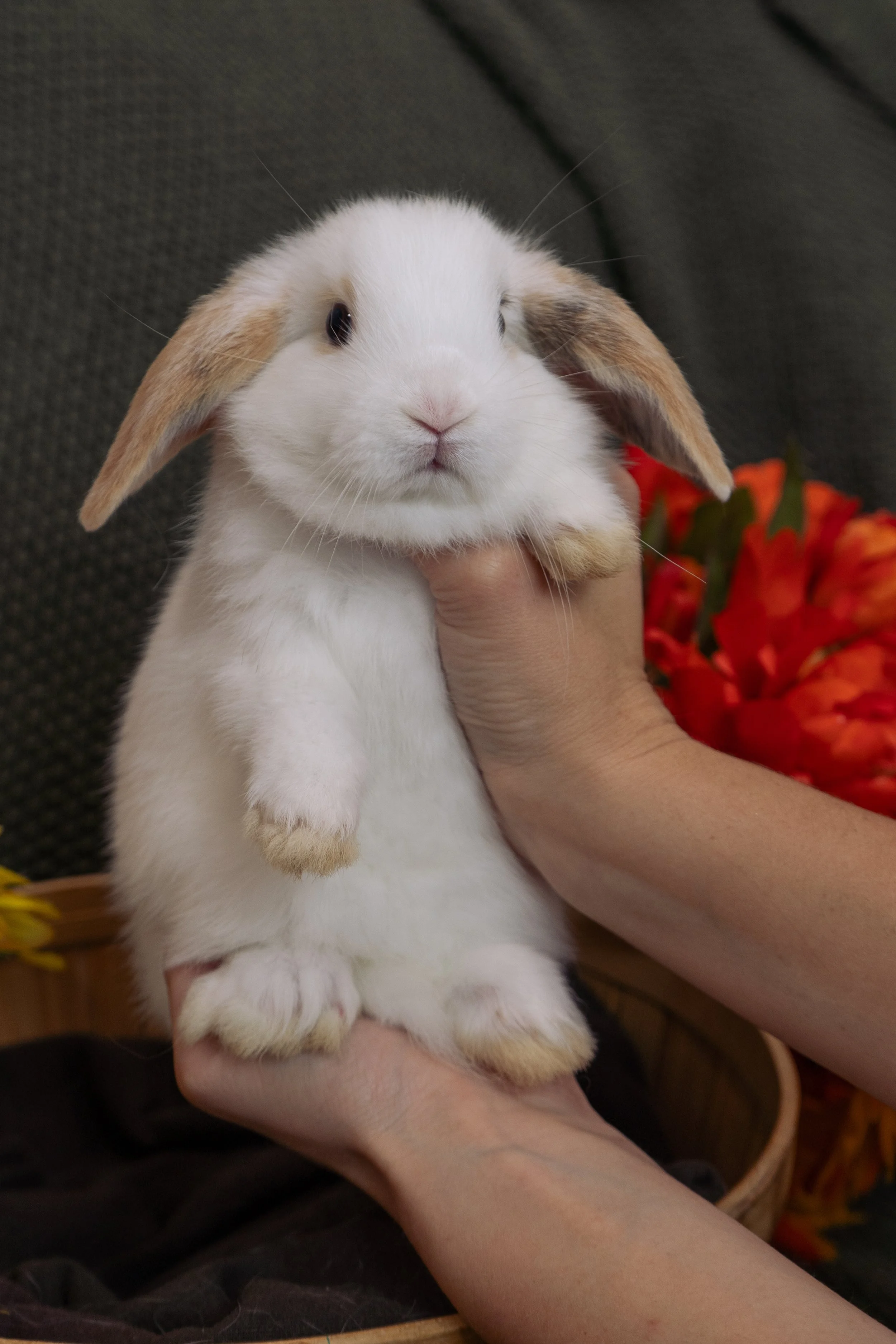 A white and tan bunny rabbit being held in a person's hands against a dark background with red and orange flowers.